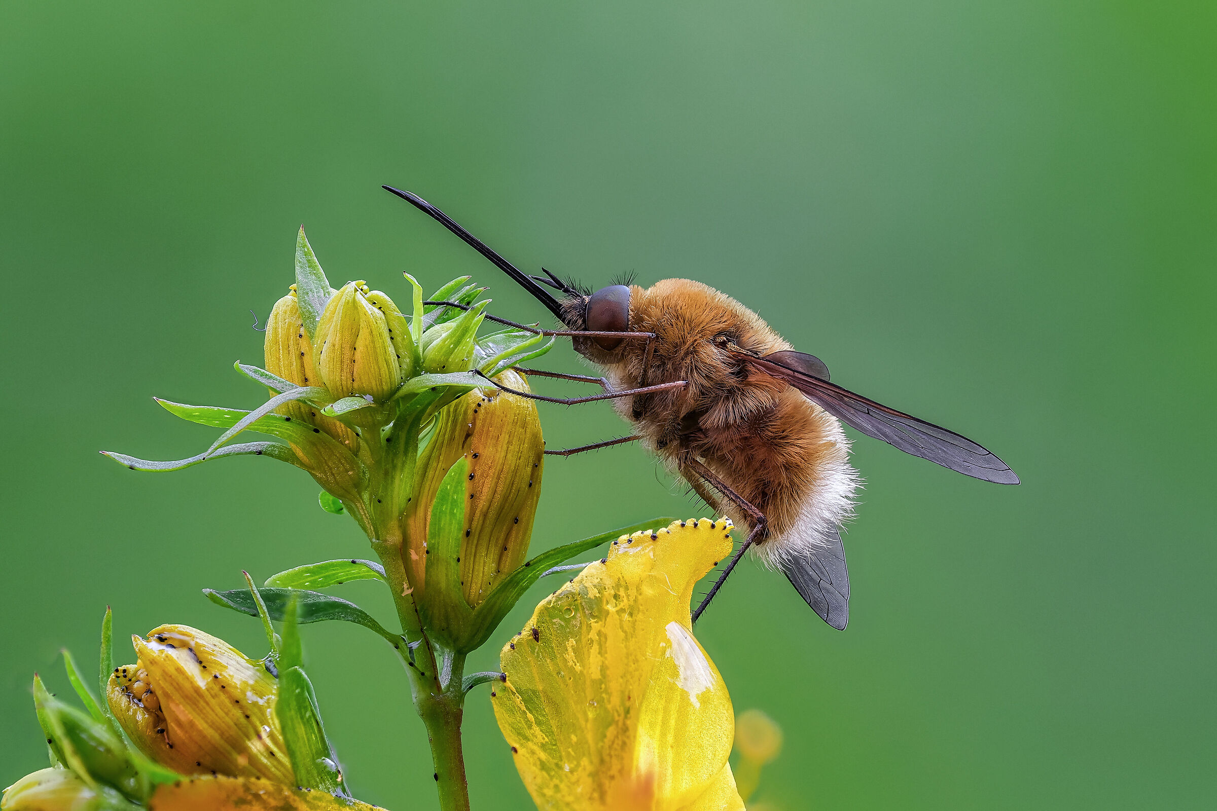 Bombylius minor