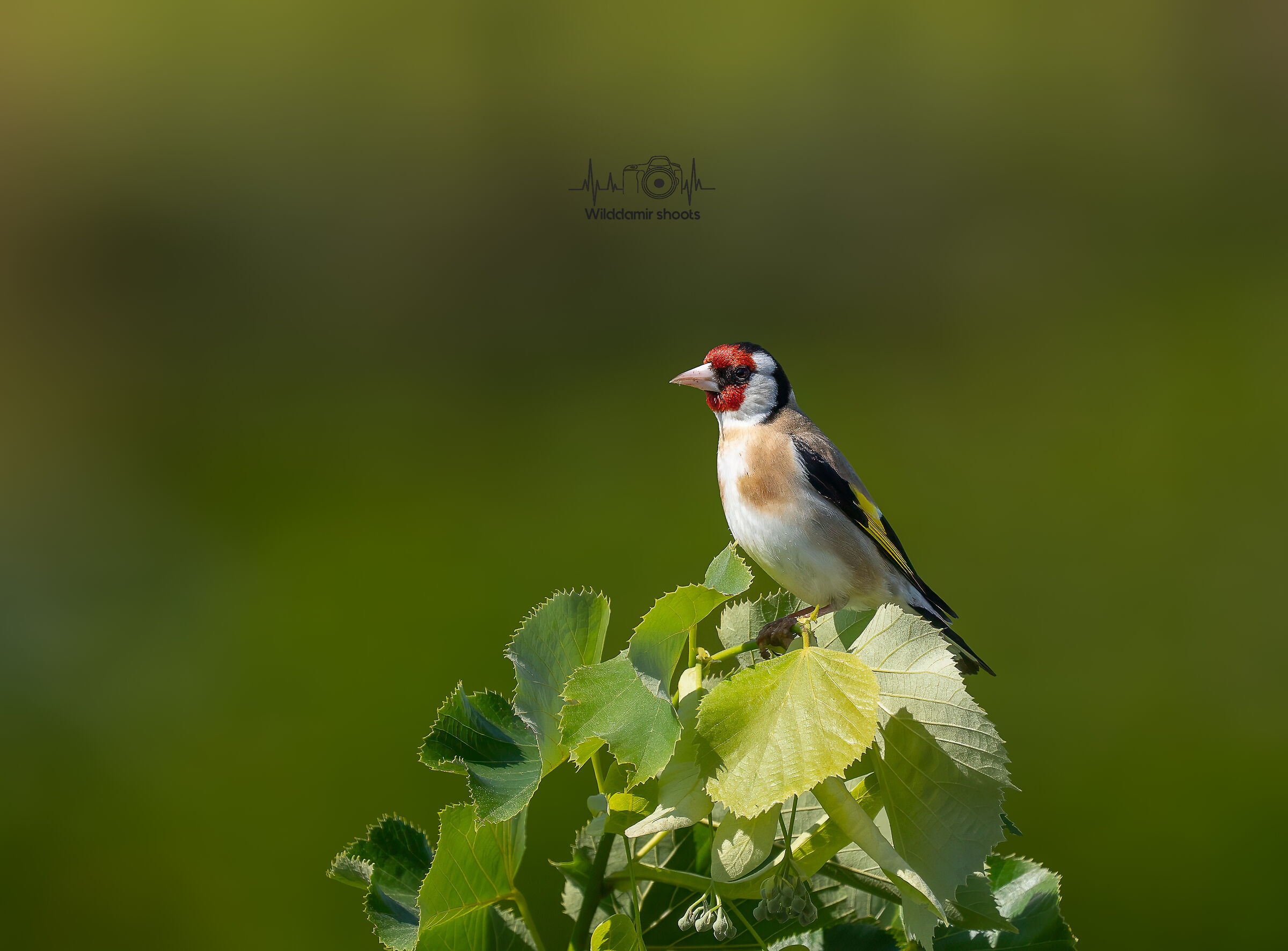 Goldfinch