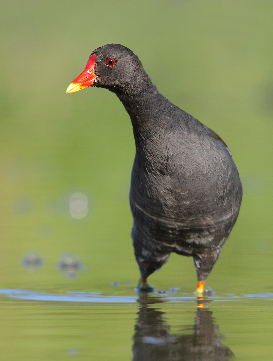moorhen