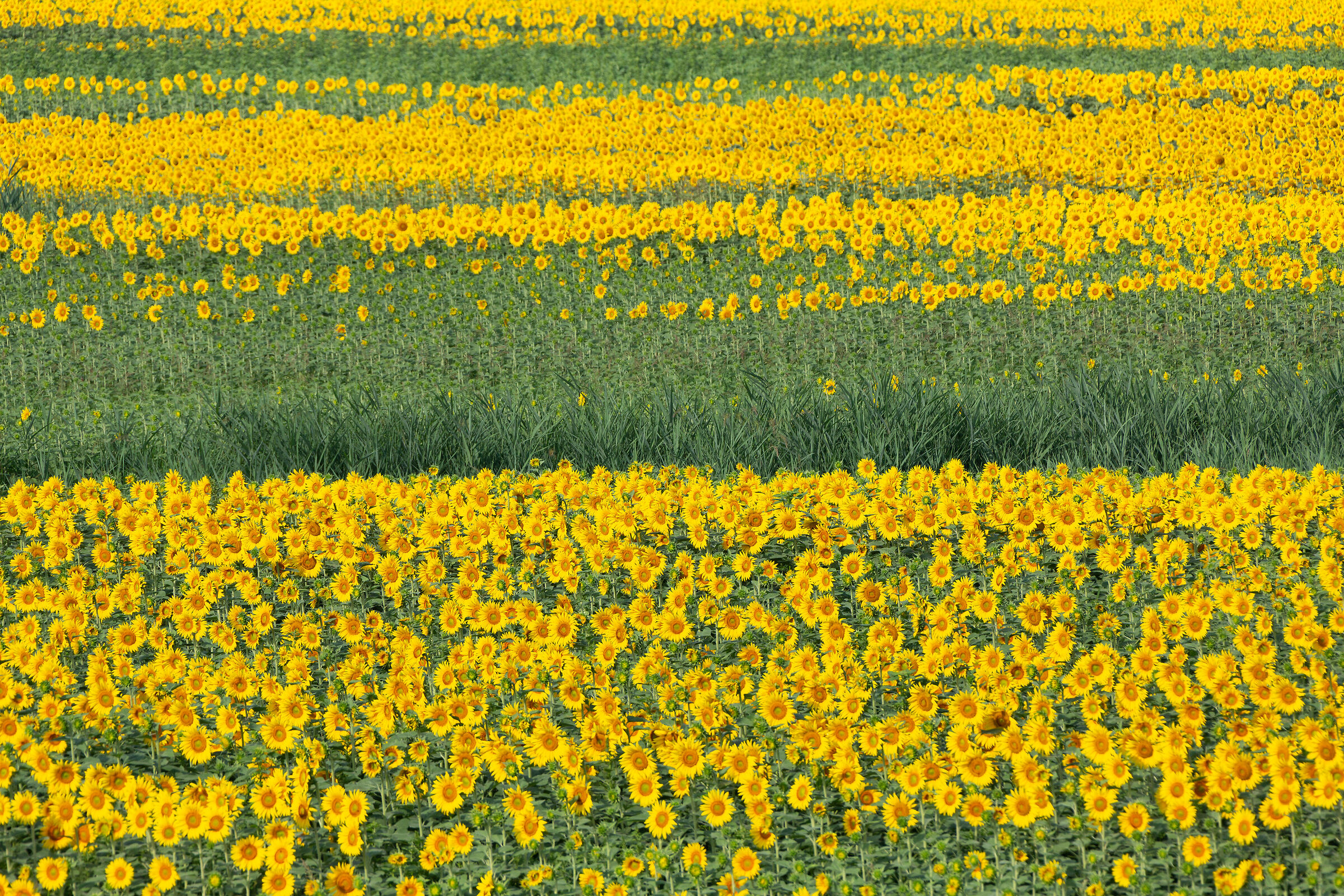 Fioritura a fasi alterne