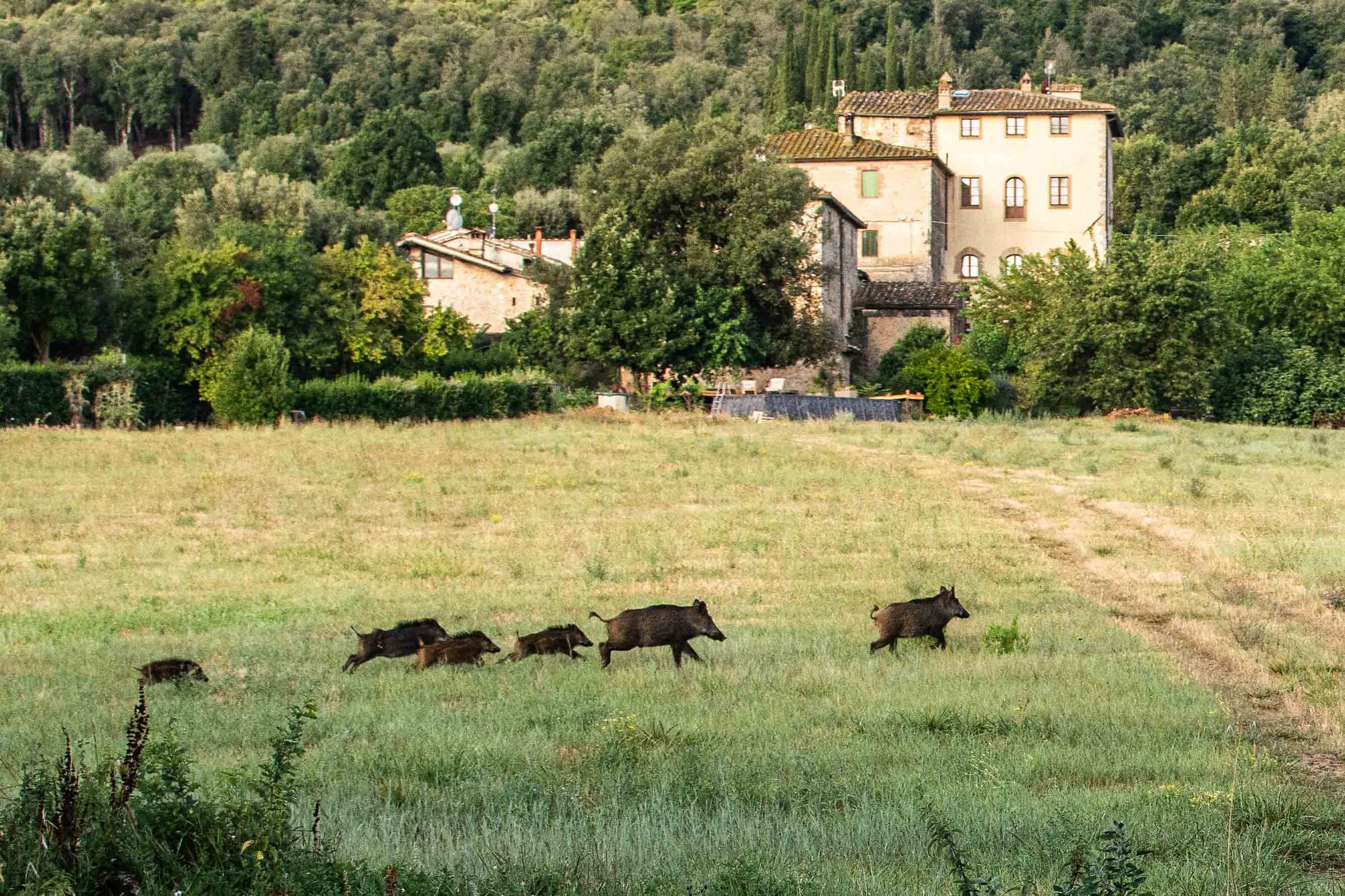 Cinghiali. Toscana