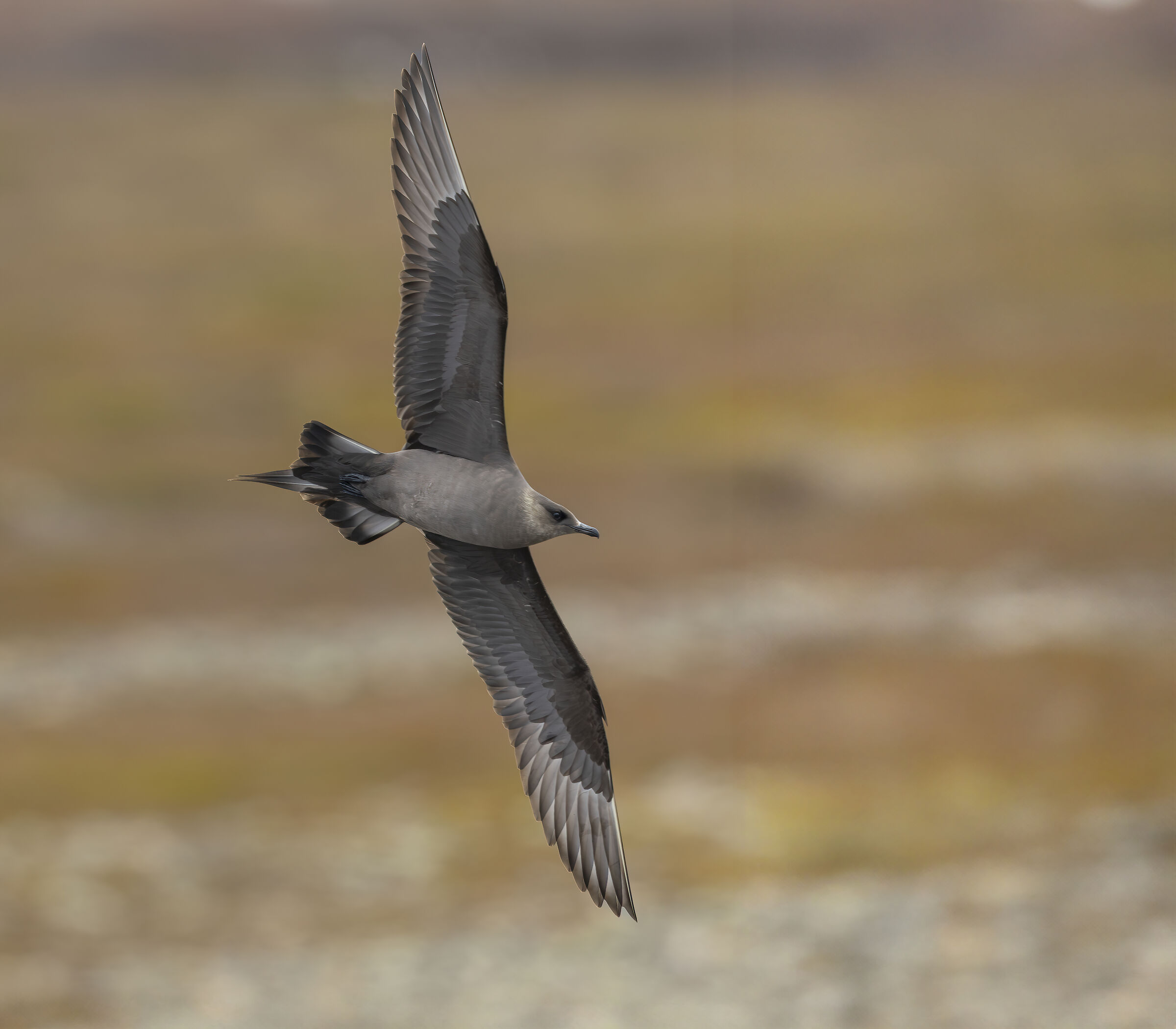 Stercorarius parasiticus - Labbo
