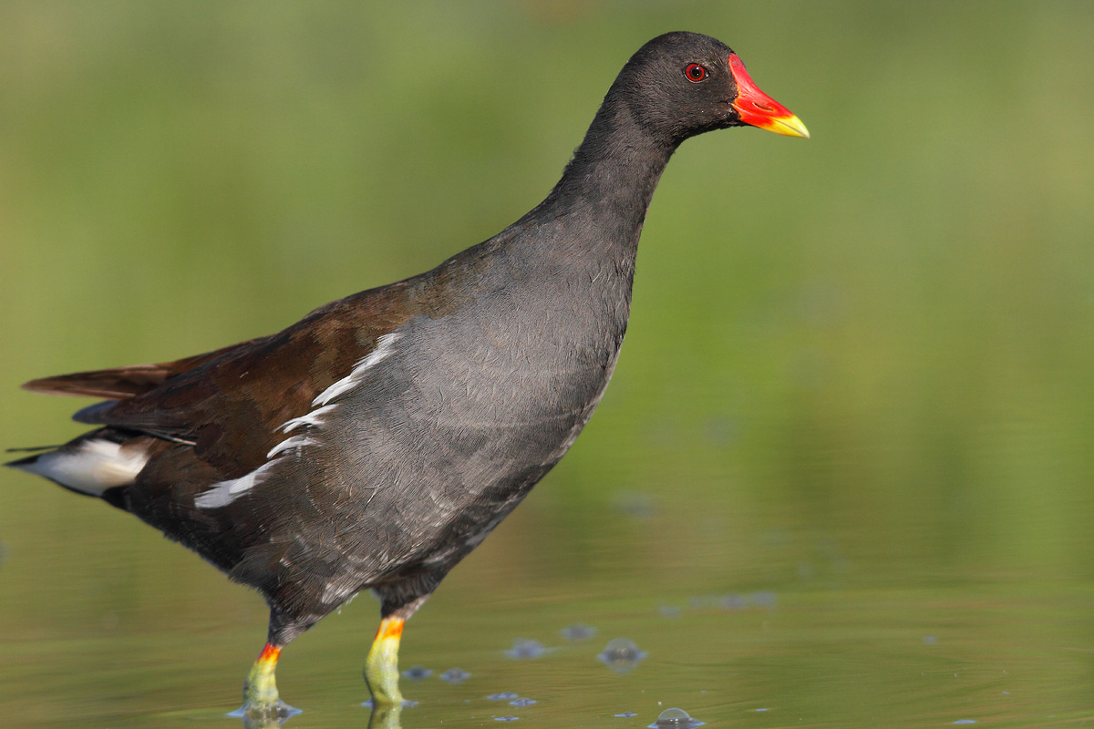 moorhen