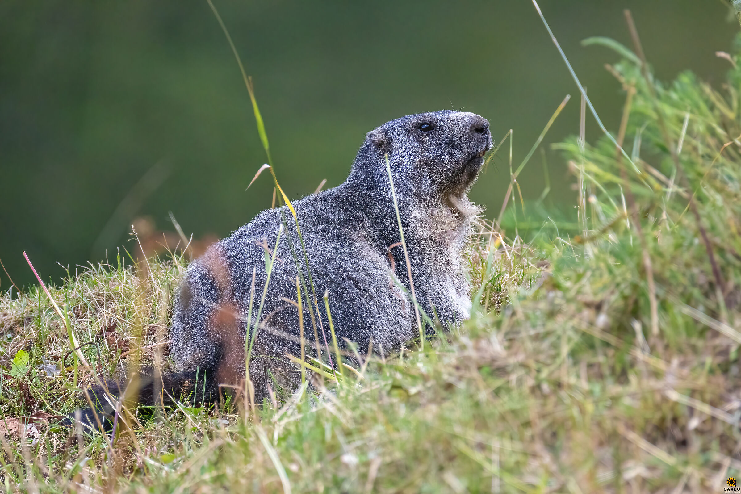 Marmotta on Watch