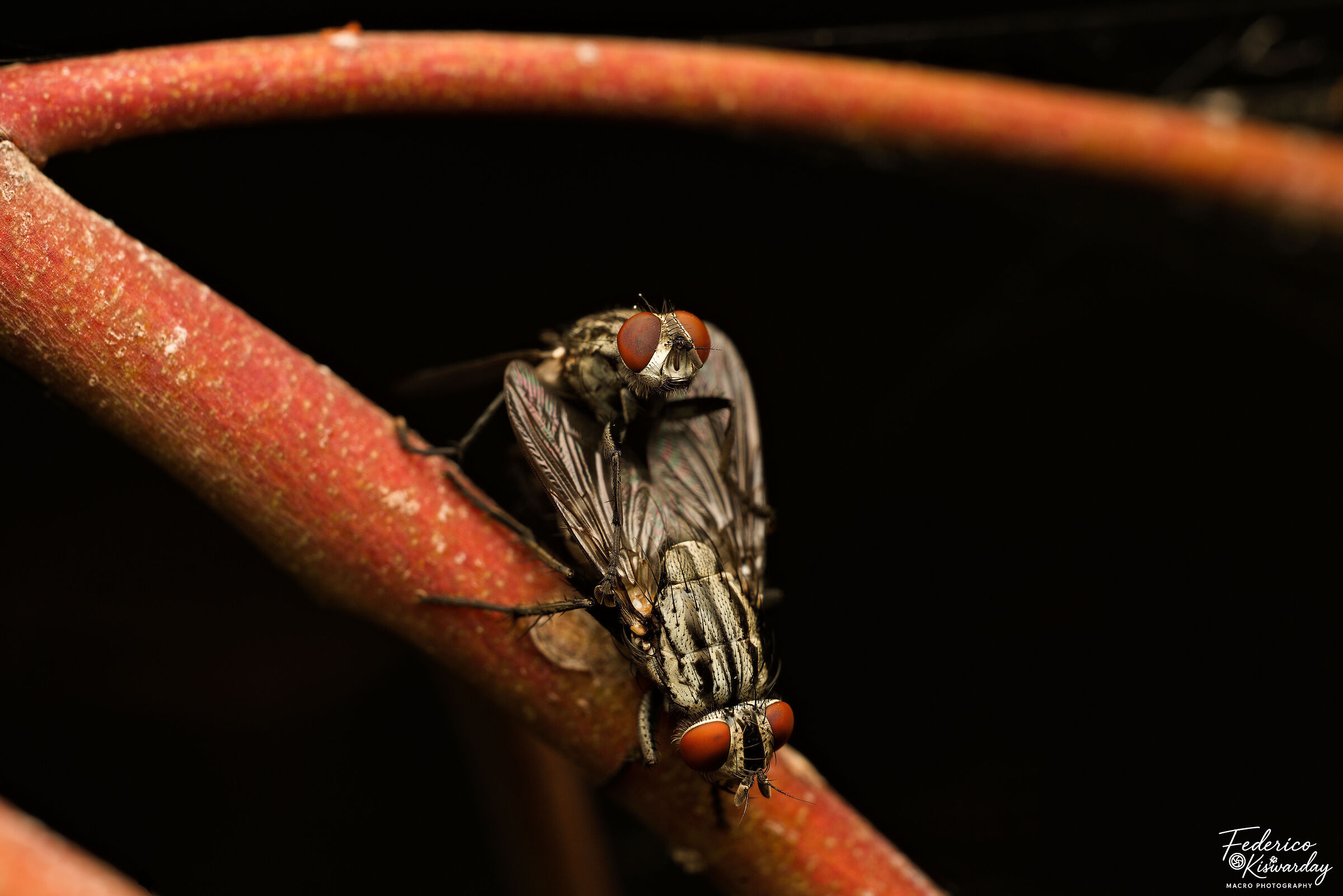 Sarcophaga carnaria: mating between flesh flies