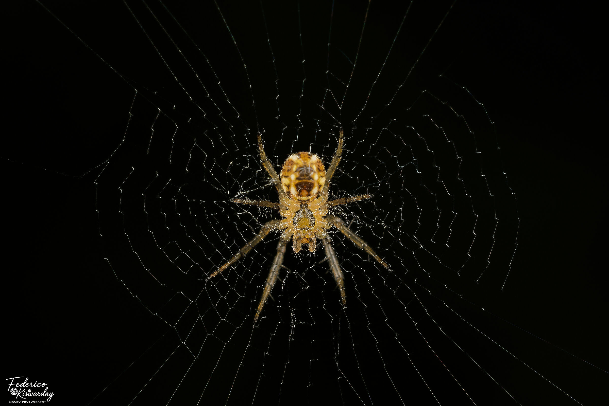 The heart of the web: small spider