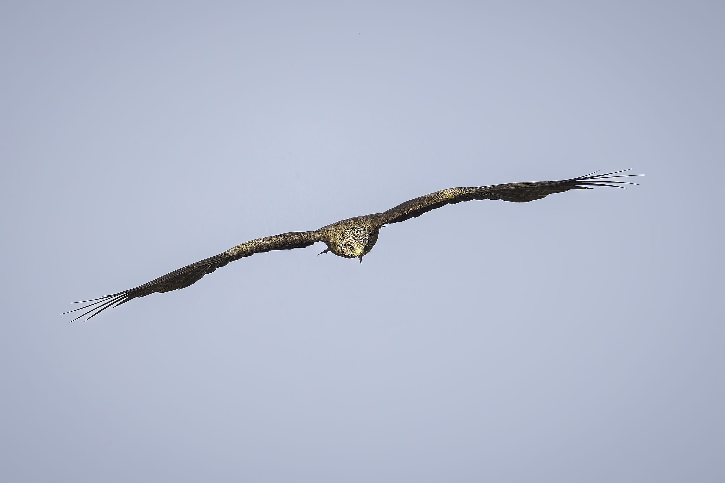 Black kite