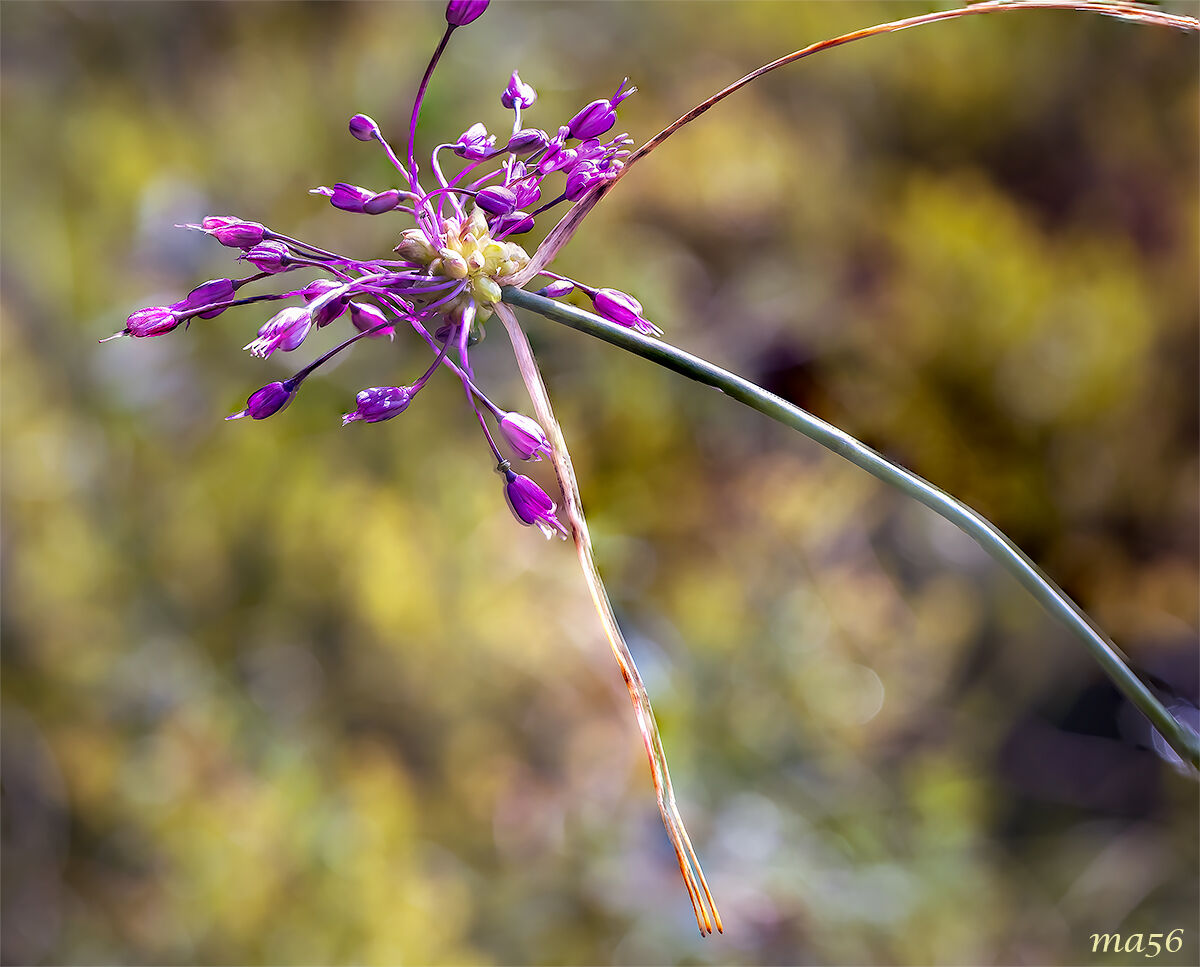 Aglio carenato grazioso