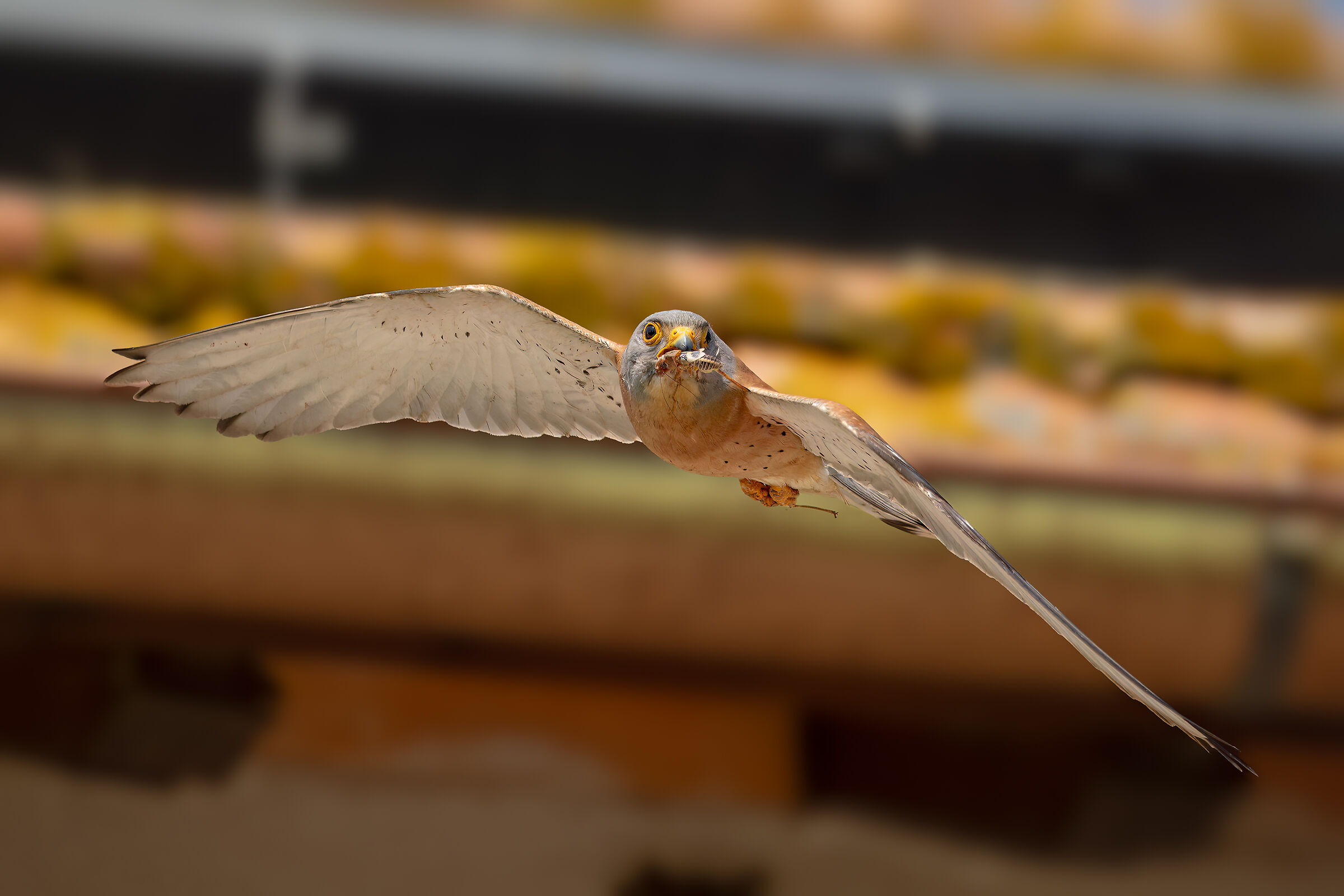 Lesser Kestrel