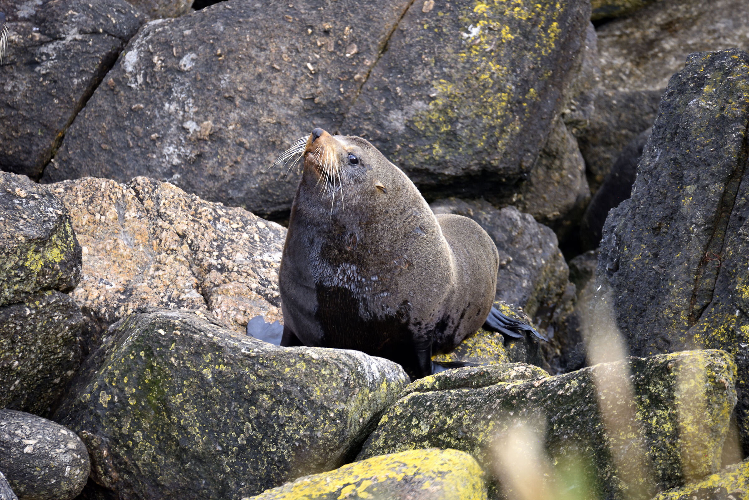 NSeals from Cape Foulwind New Zealand