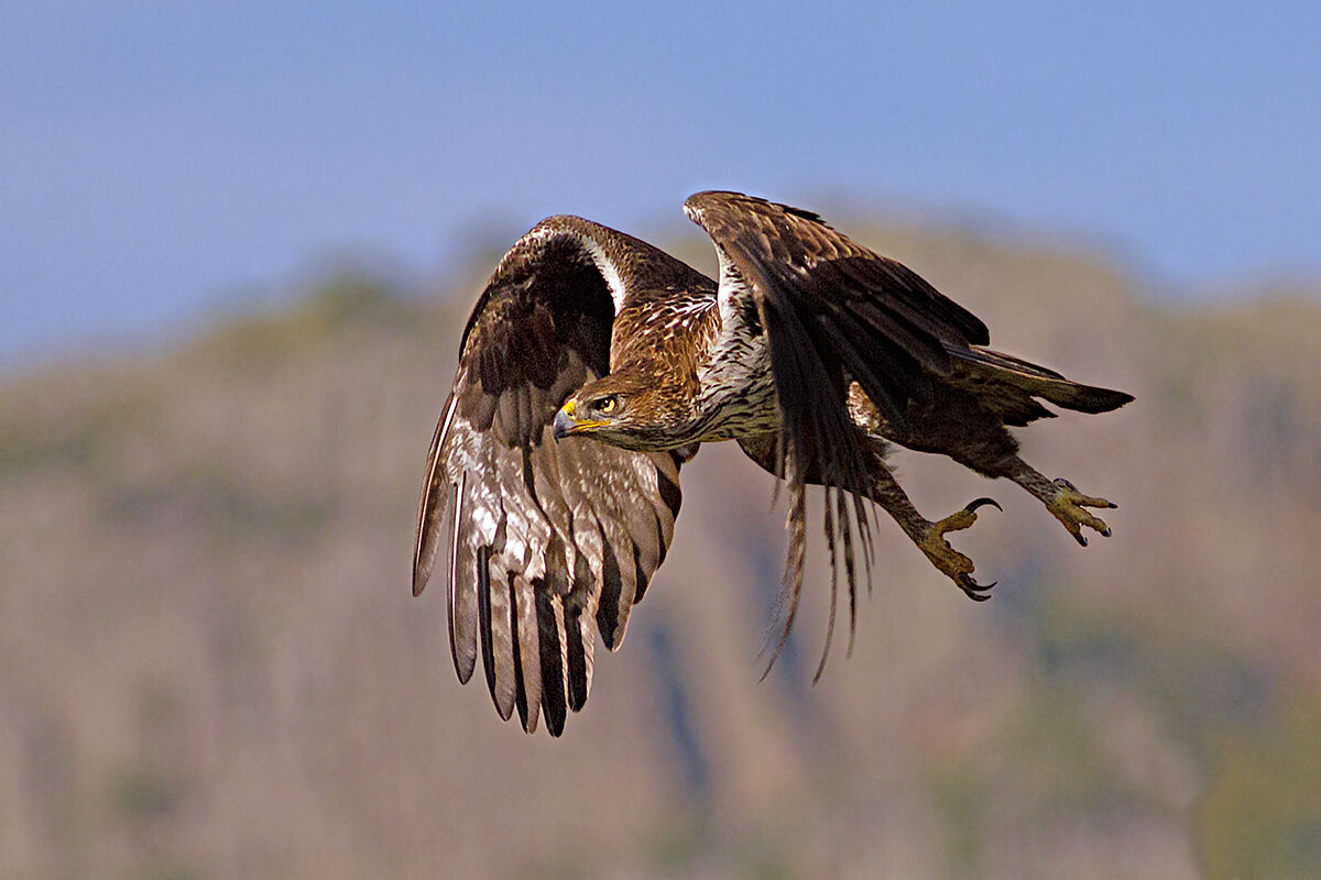 Aquila del Bonelli