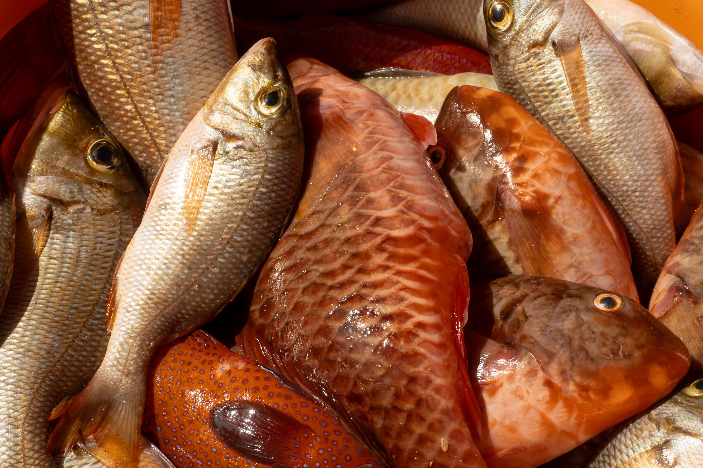 The catch of the day