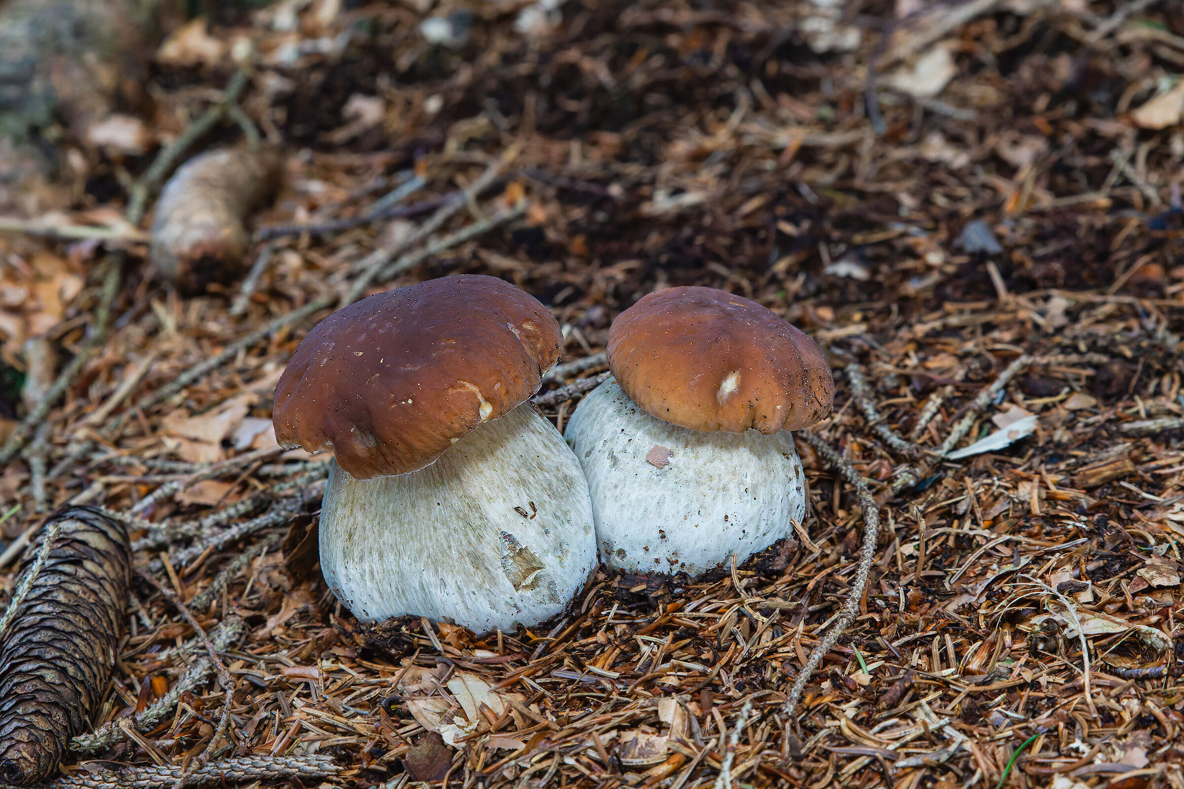 Porcini mushrooms 2025