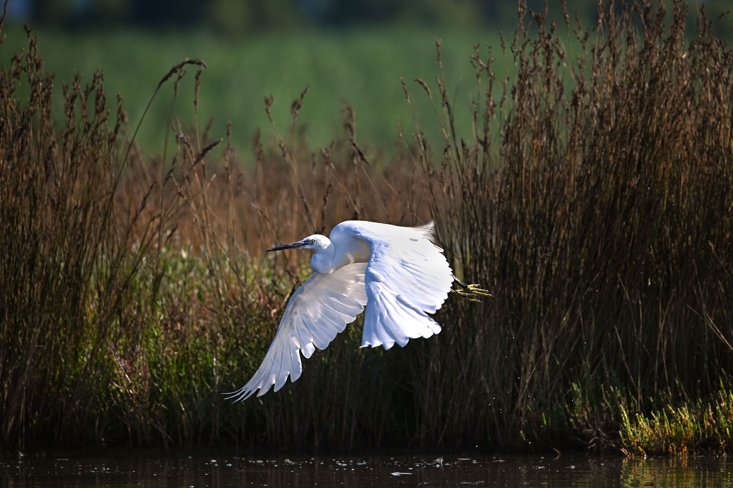 Egret