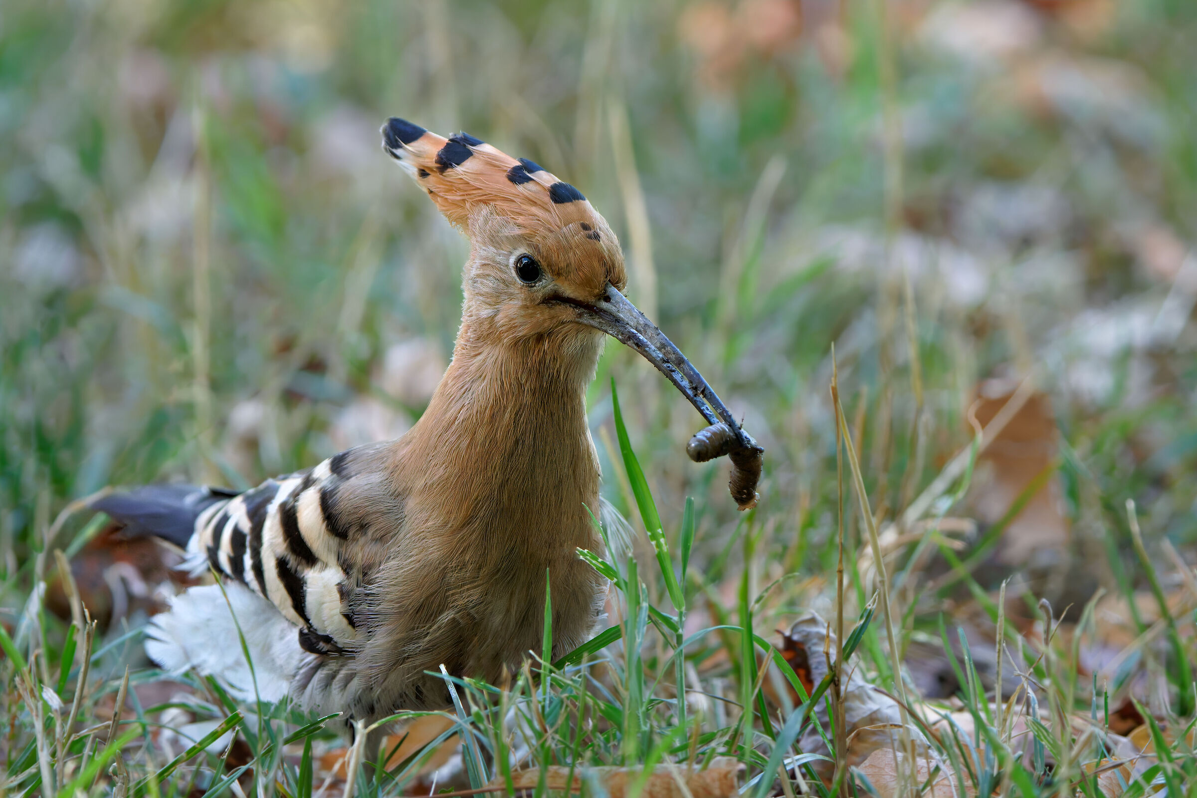 Upupa con preda... il mio primo incontro ravvicinato