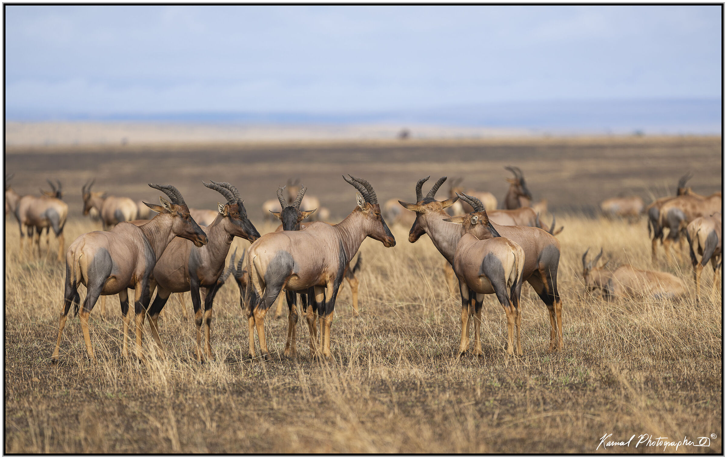 Mice (Damaliscus lunatus jimela)