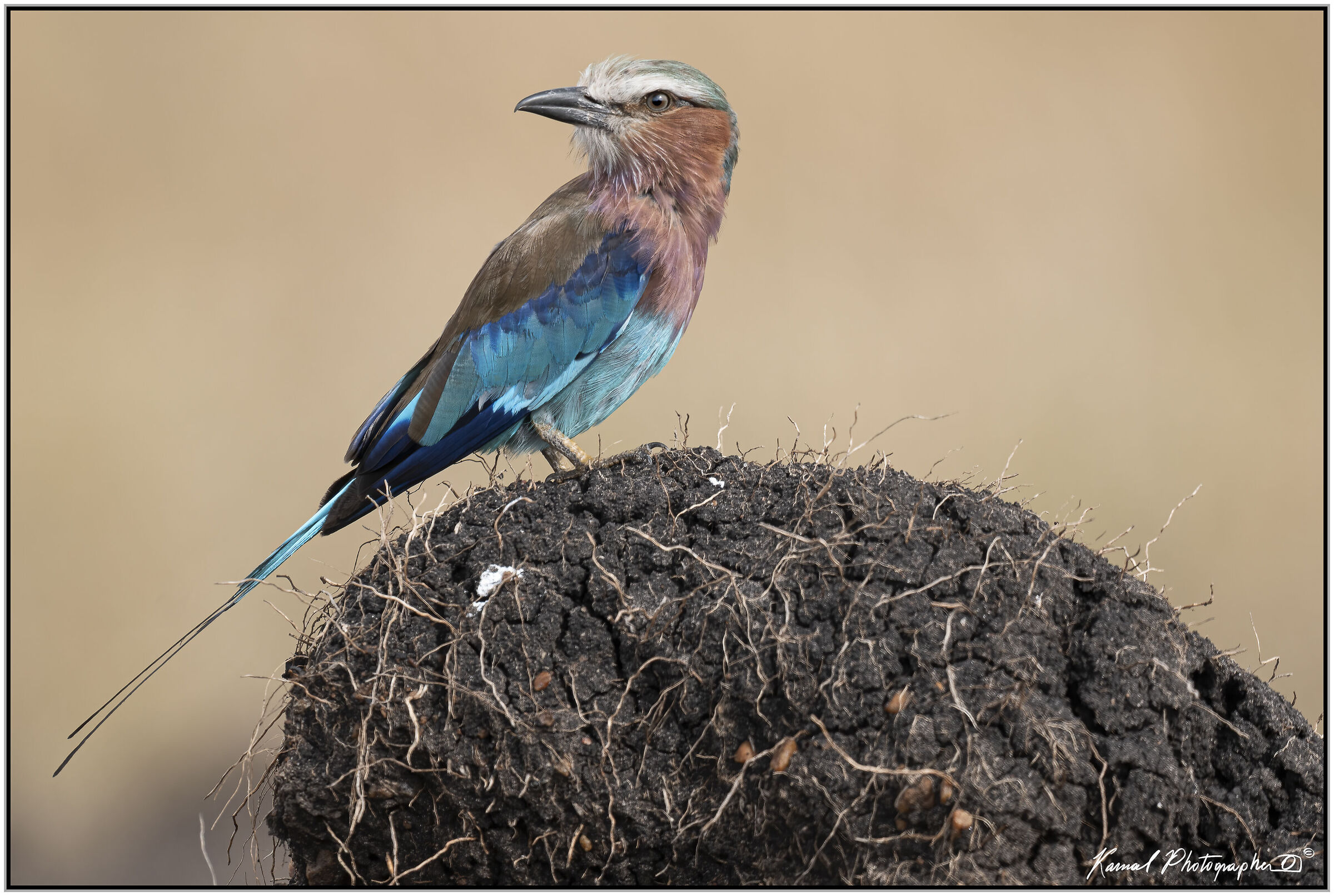 Lilac-breasted European jay (Coracias caudata)