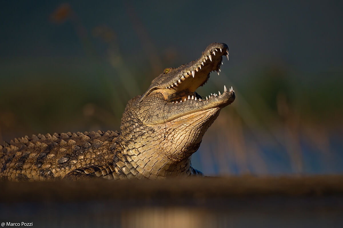 Croc