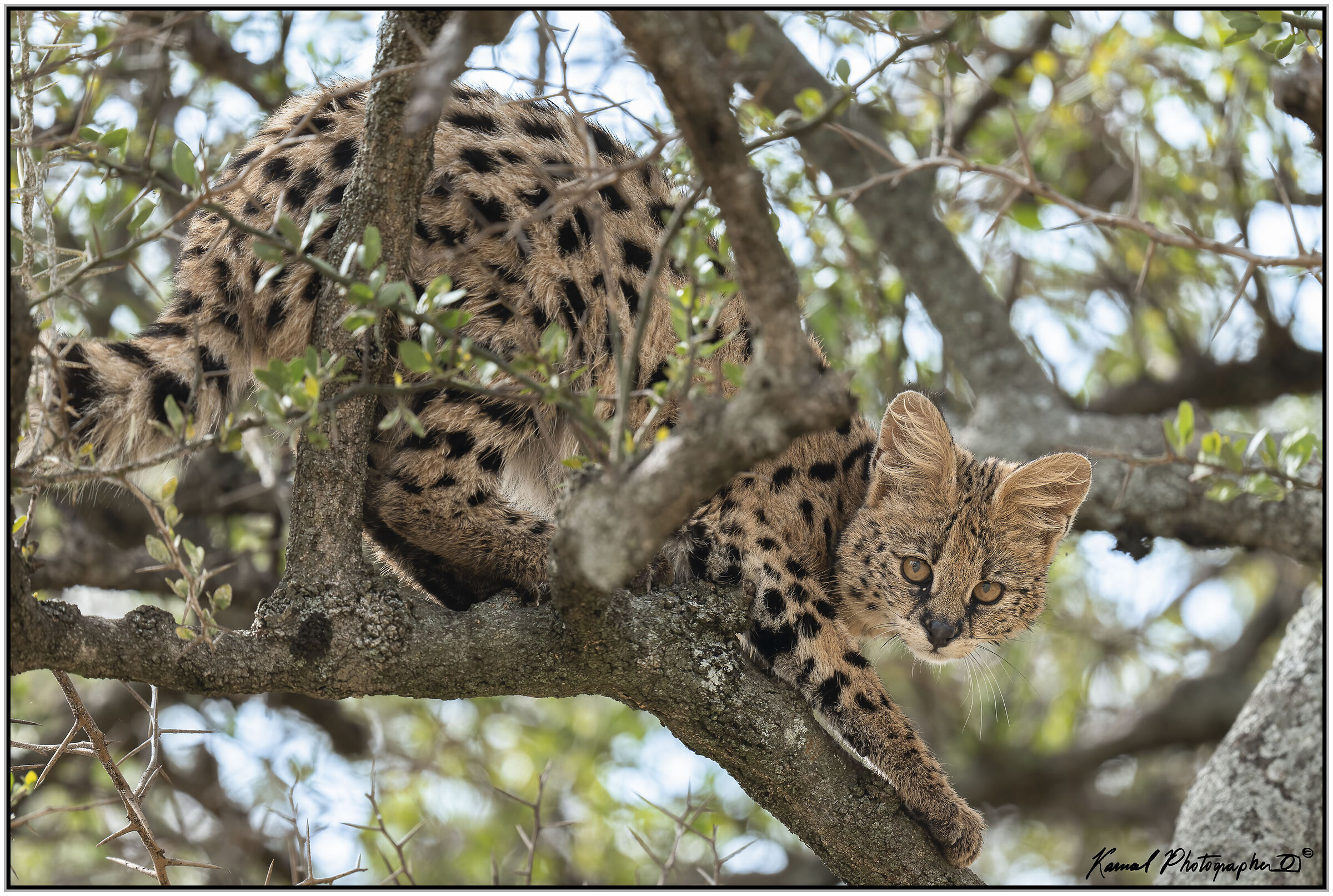 Servalo(Leptailurus serval)