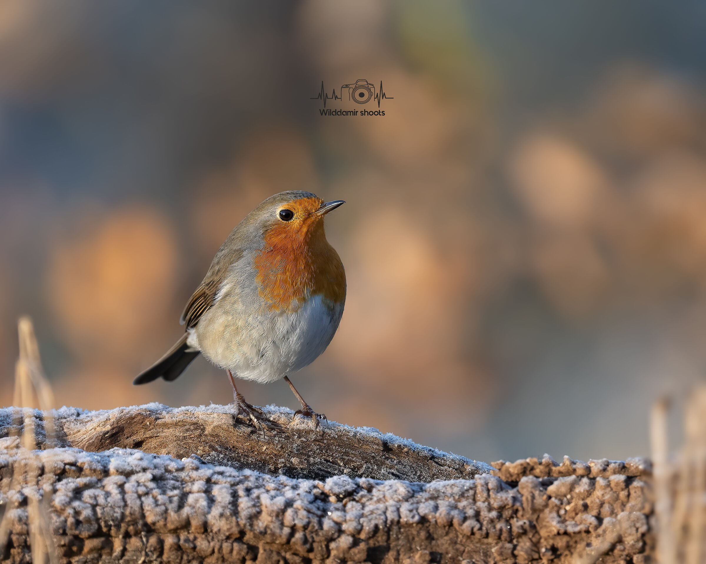 Winter Robin