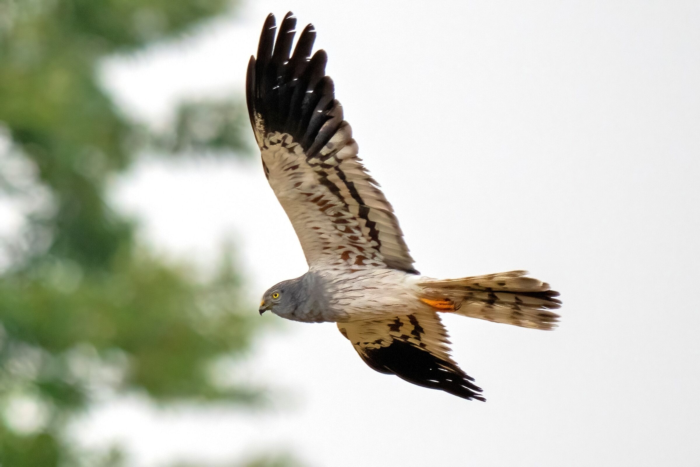 Montagu's Harrier (Circus pygargus) Male