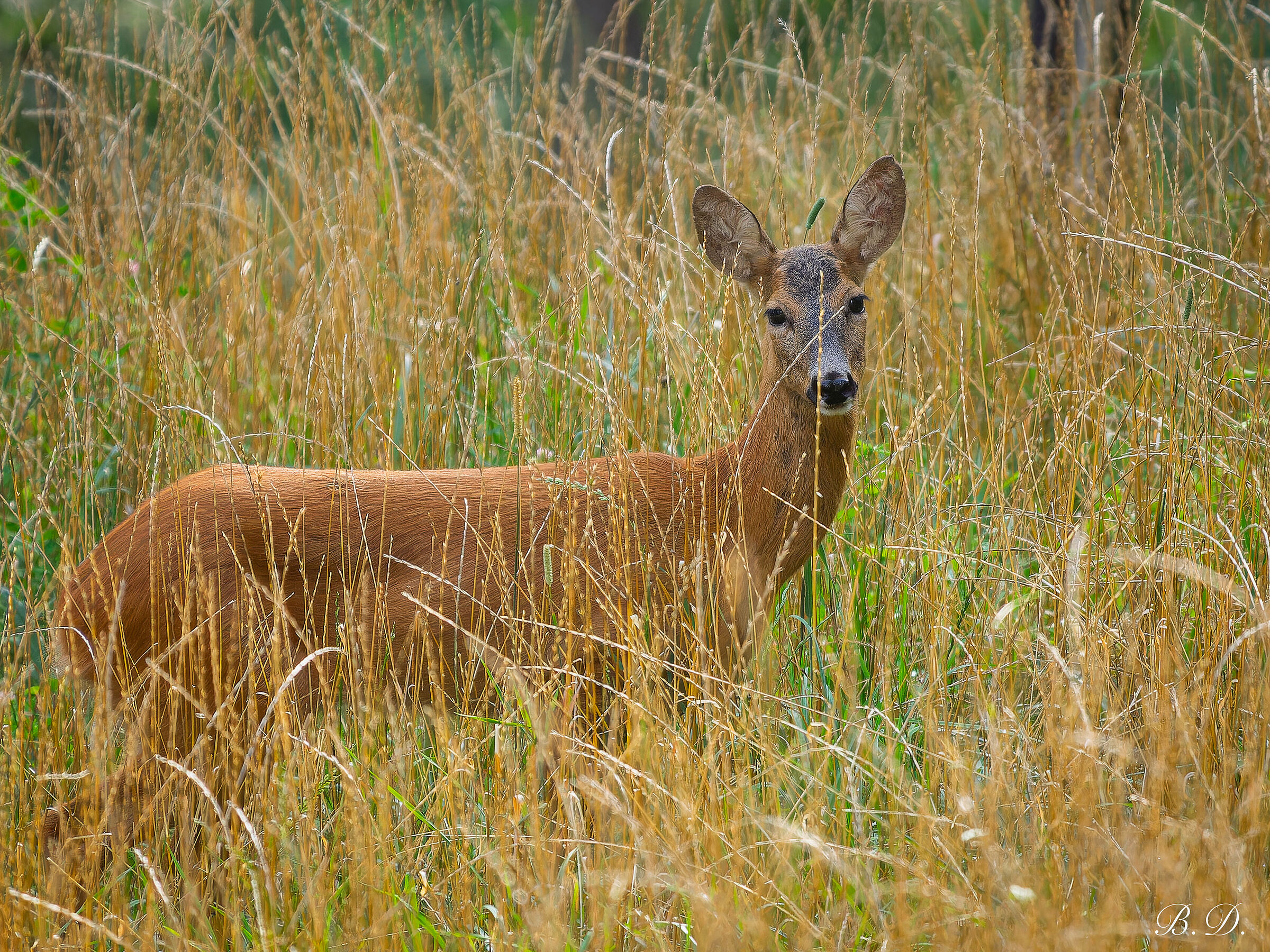 Female roe deer