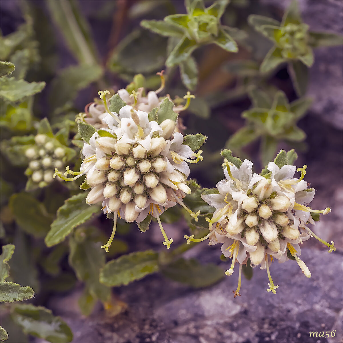 Campanula del Monte Baldo