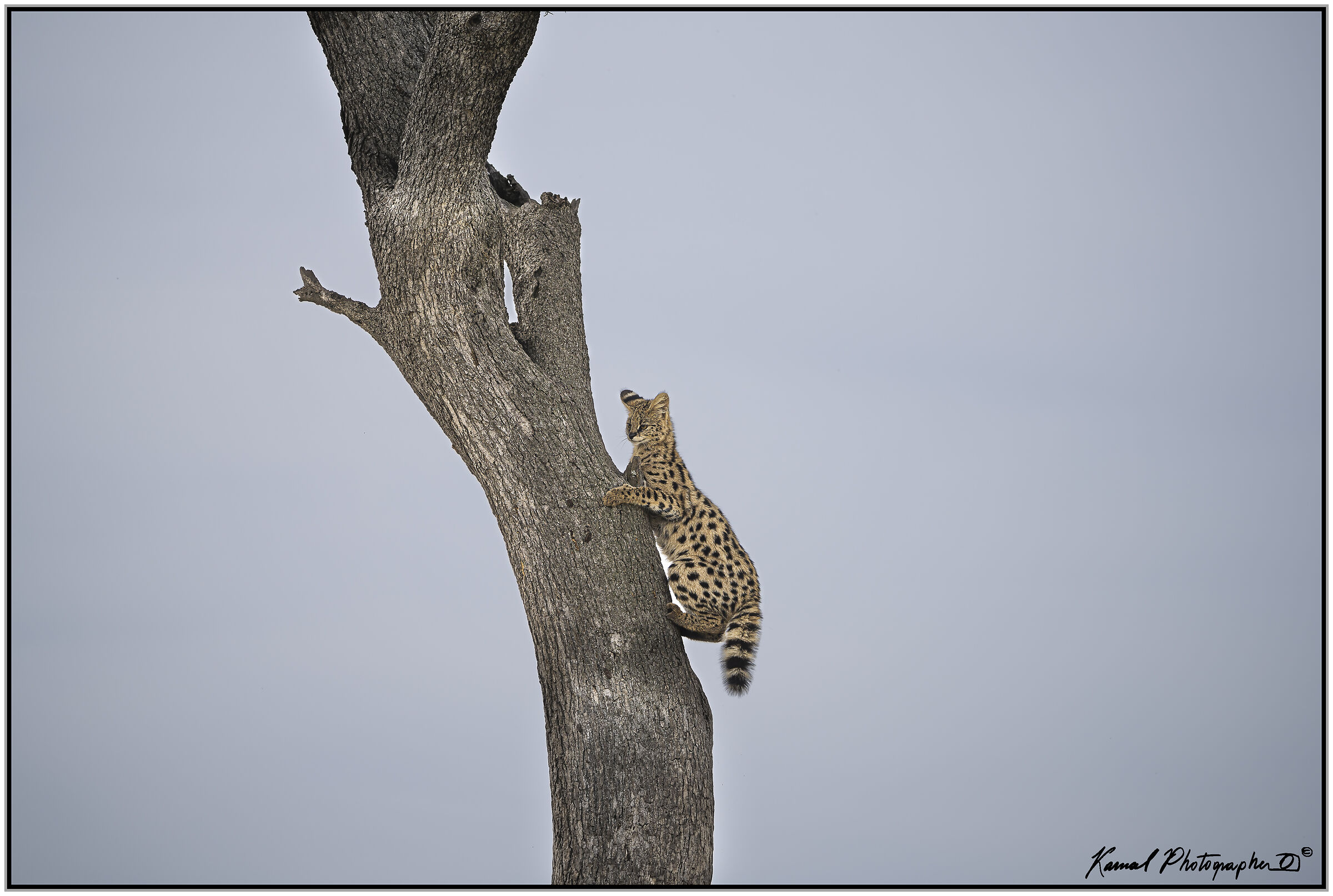 Servalo(Leptailurus serval)