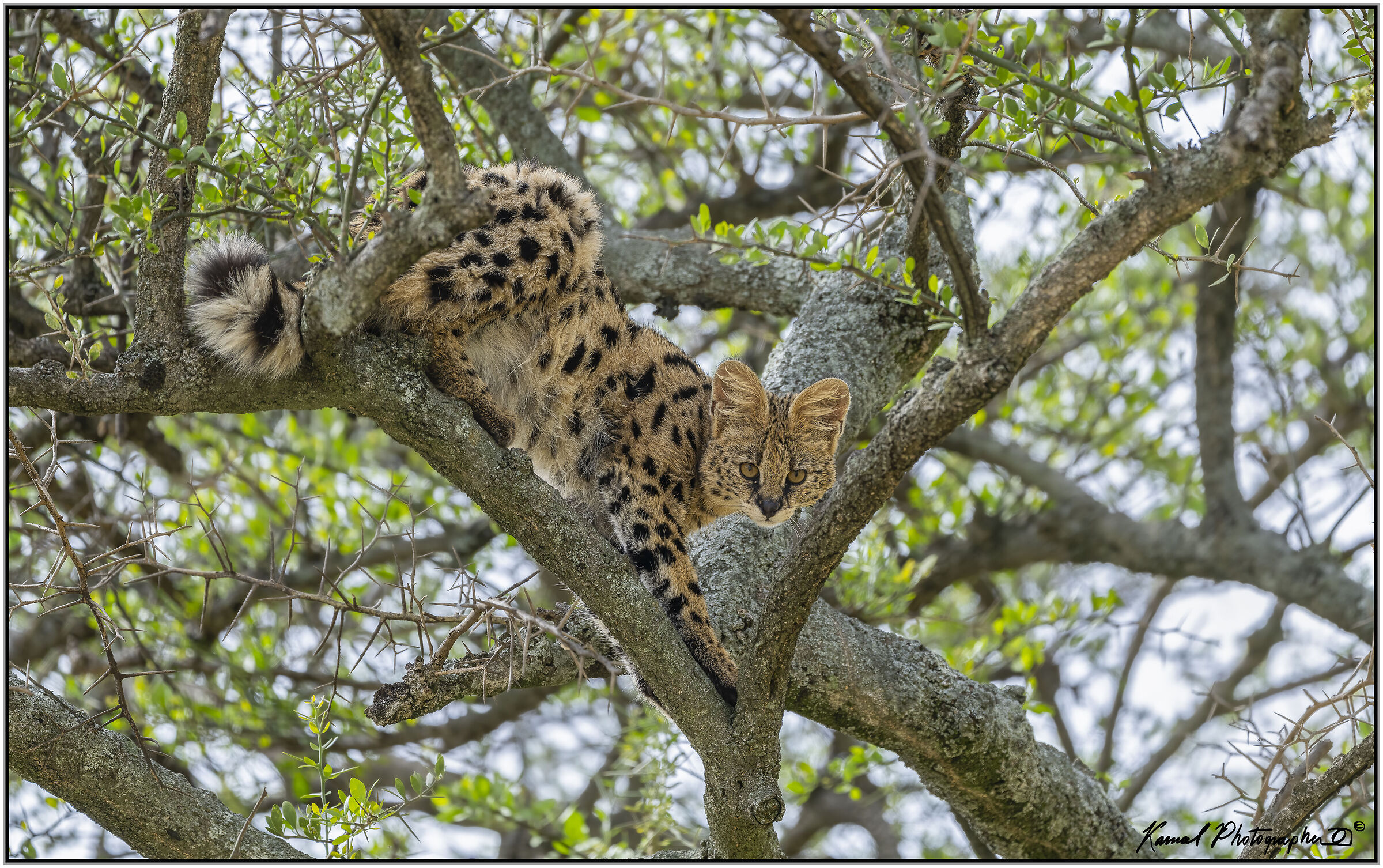 Servalo(Leptailurus serval)