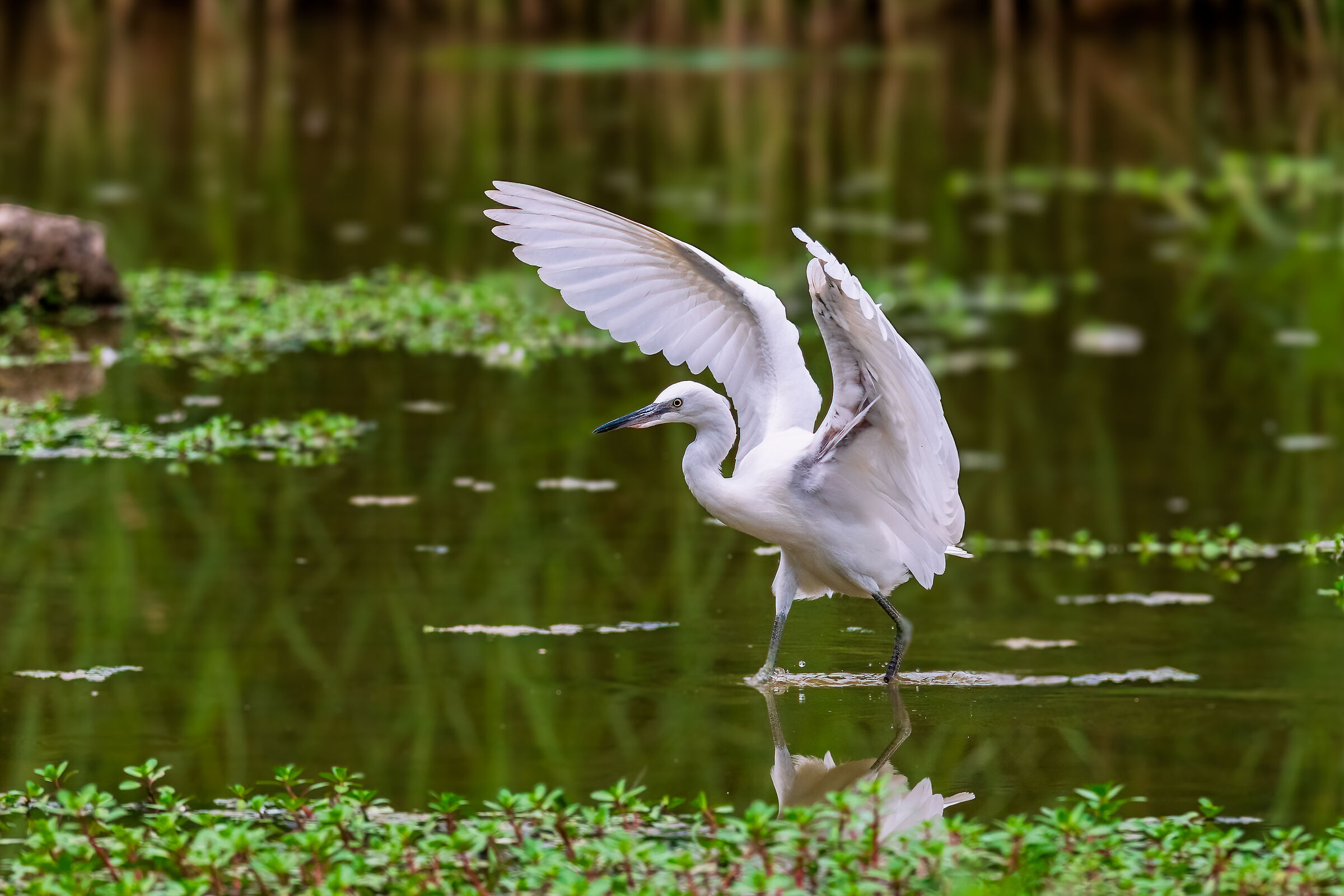 The egret with spread wings
