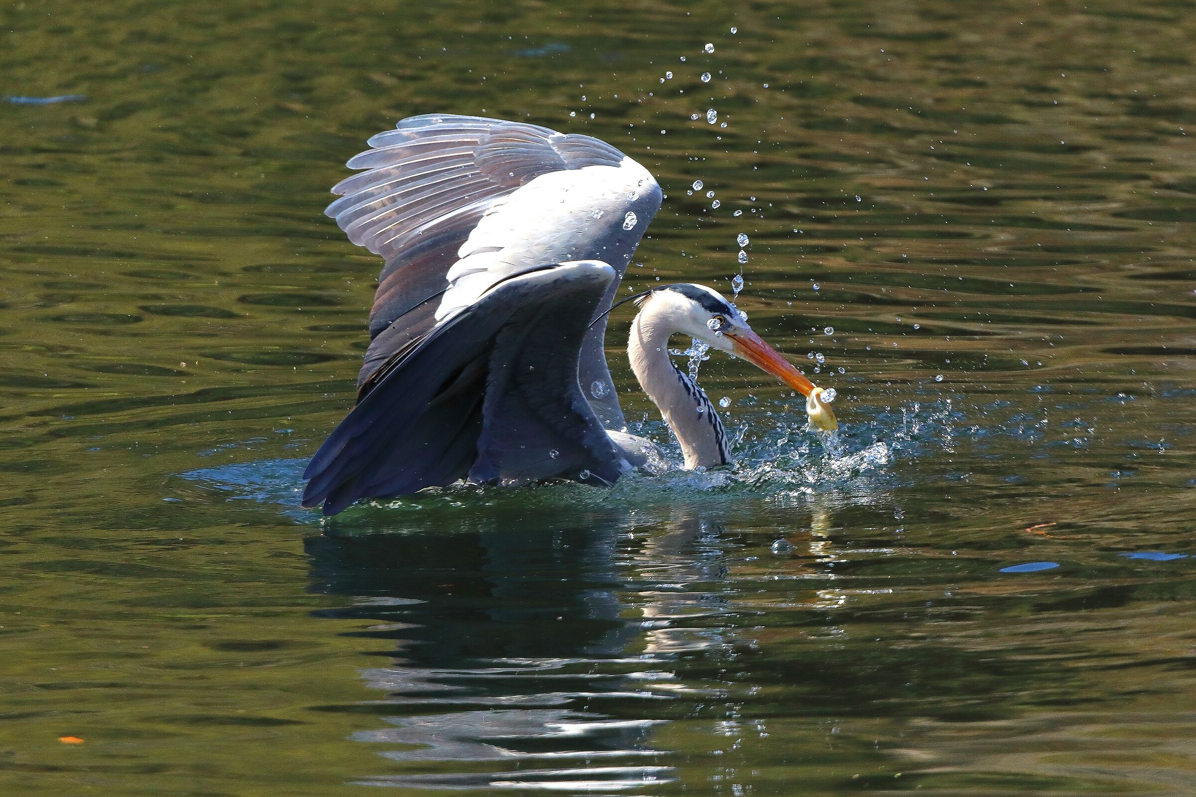 Cenerino 27 marzo 2025 - 0175