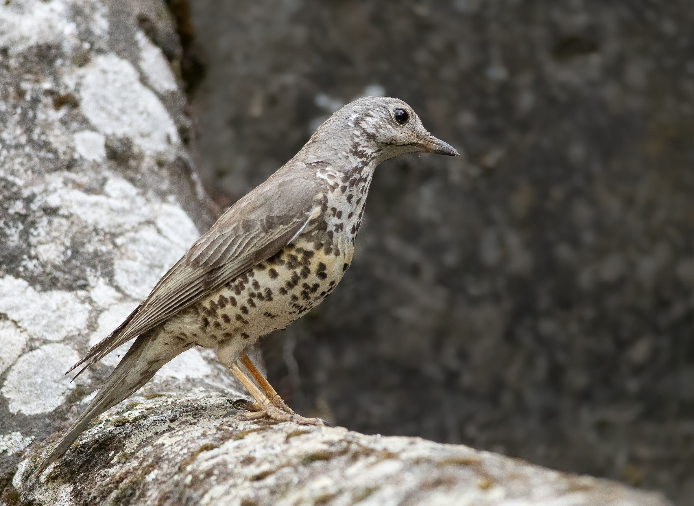 mistle thrush