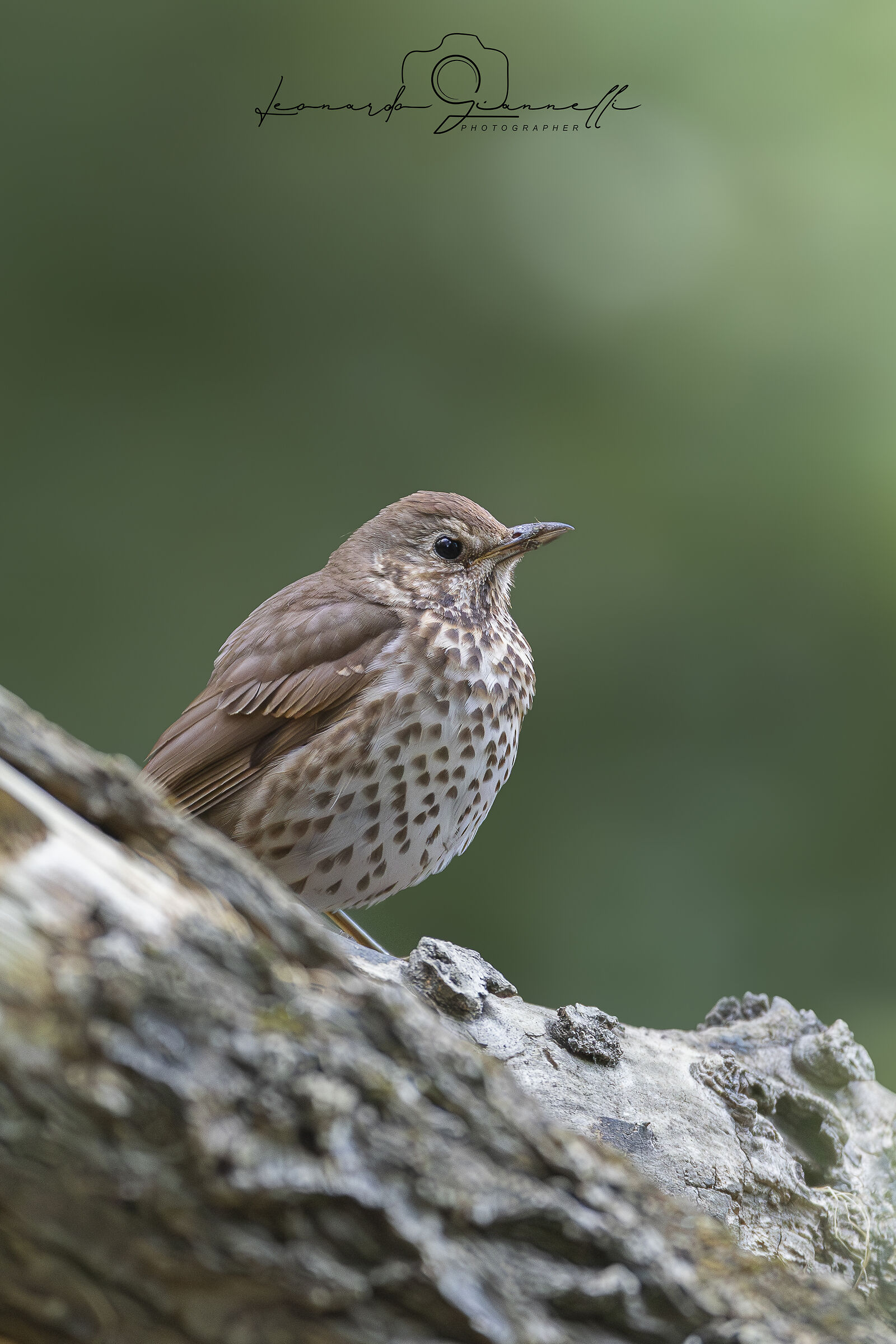 Song thrush (Turdus philomelos)
