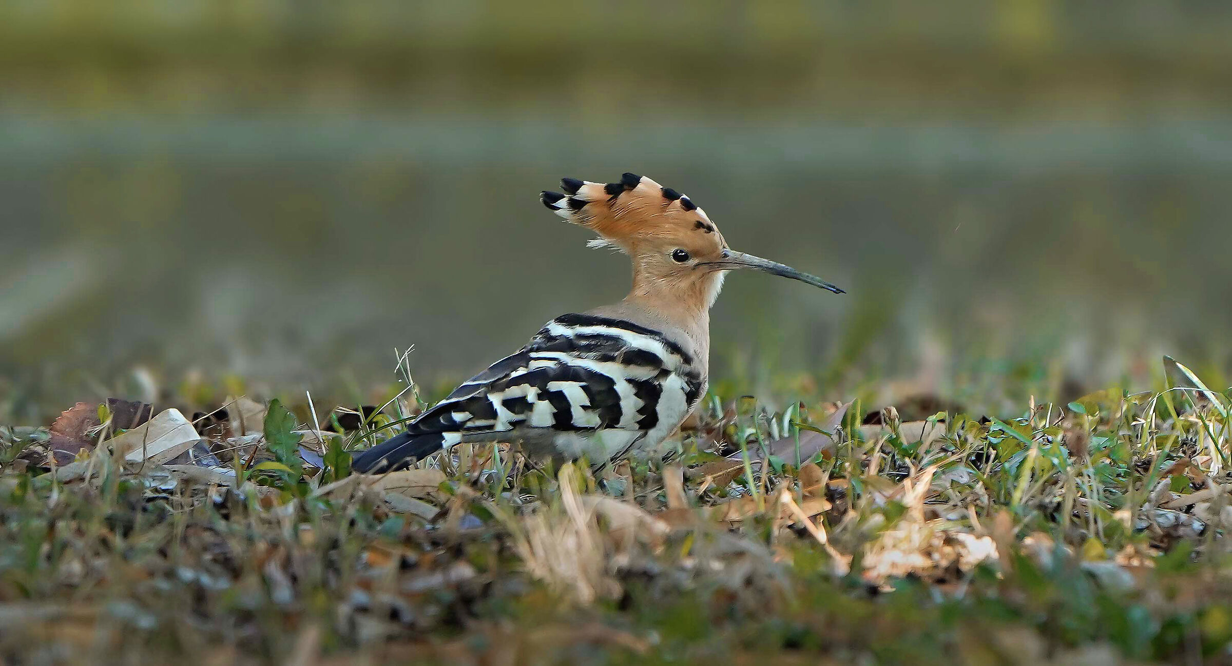 Upupa