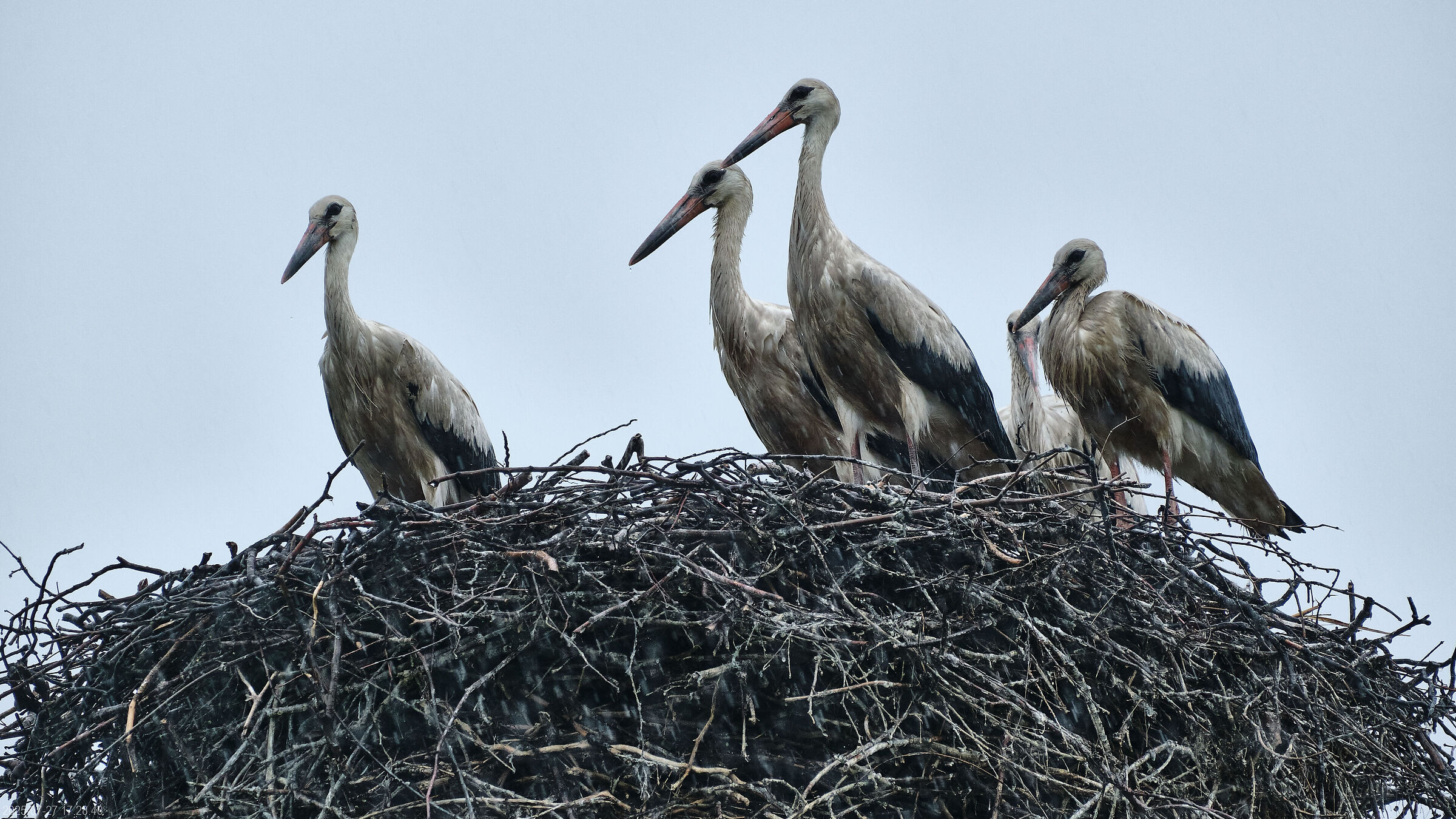 The storks in the downpour.