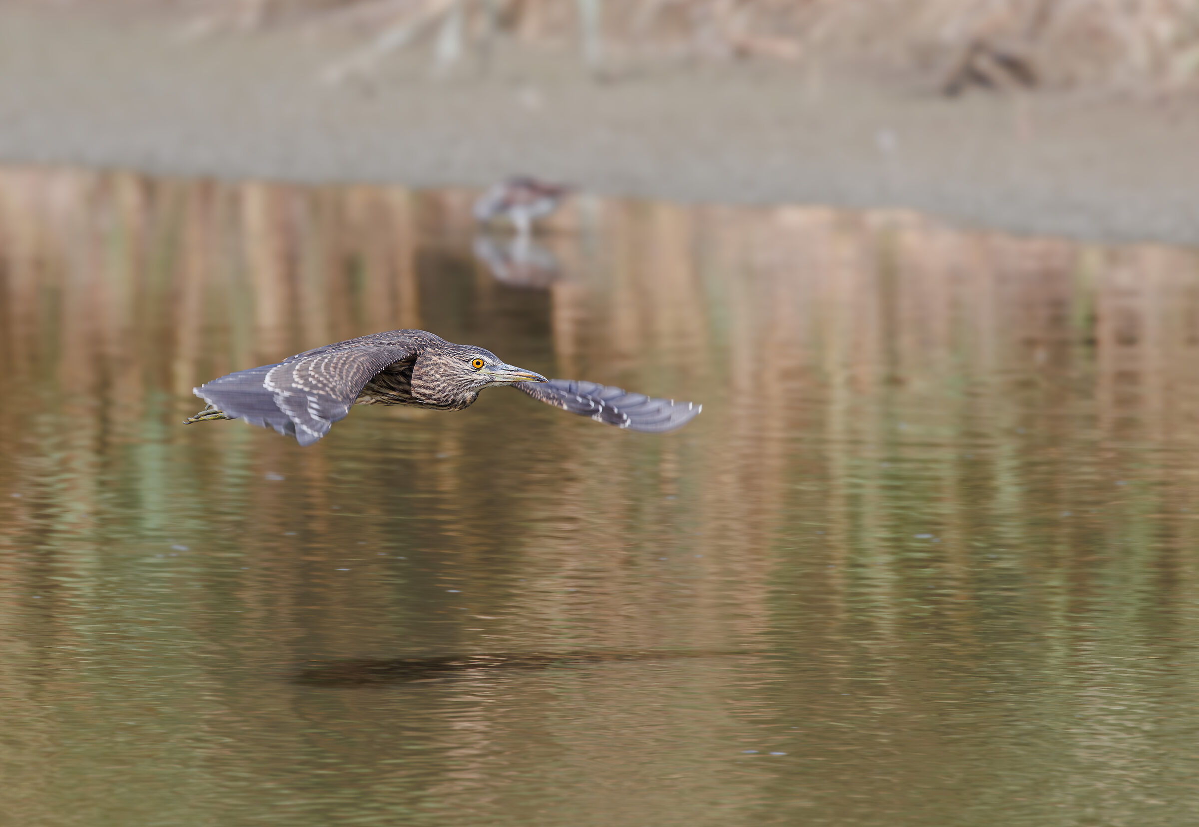 In volo