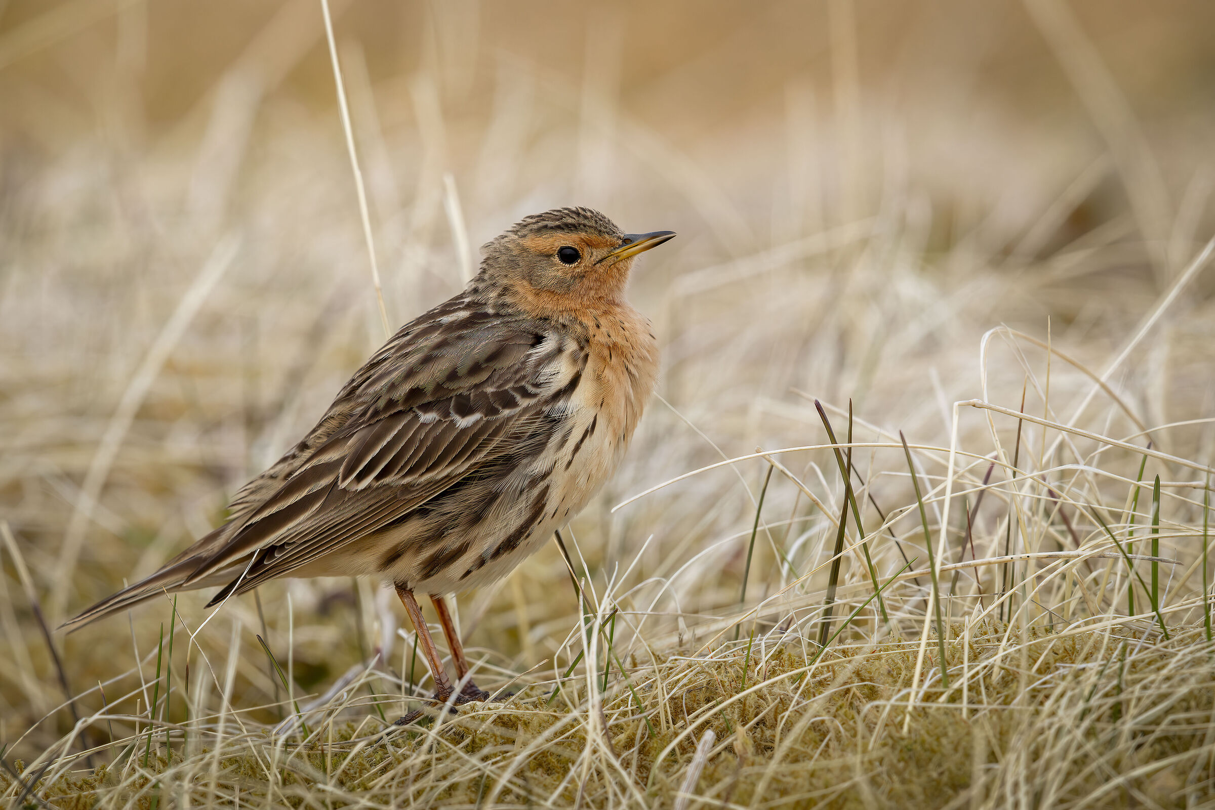 Red-throated pipit