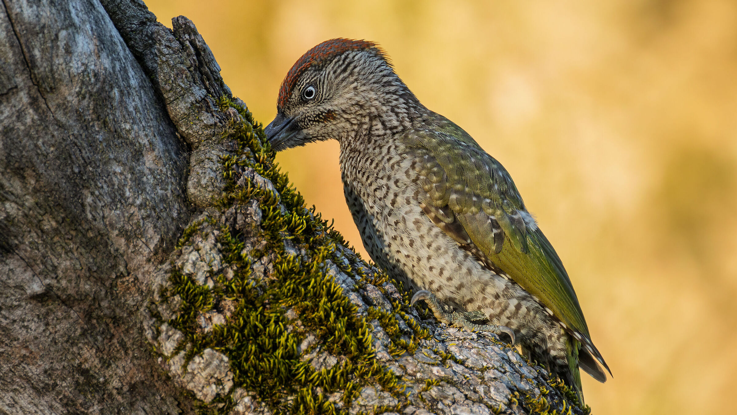 Young Green Woodpecker