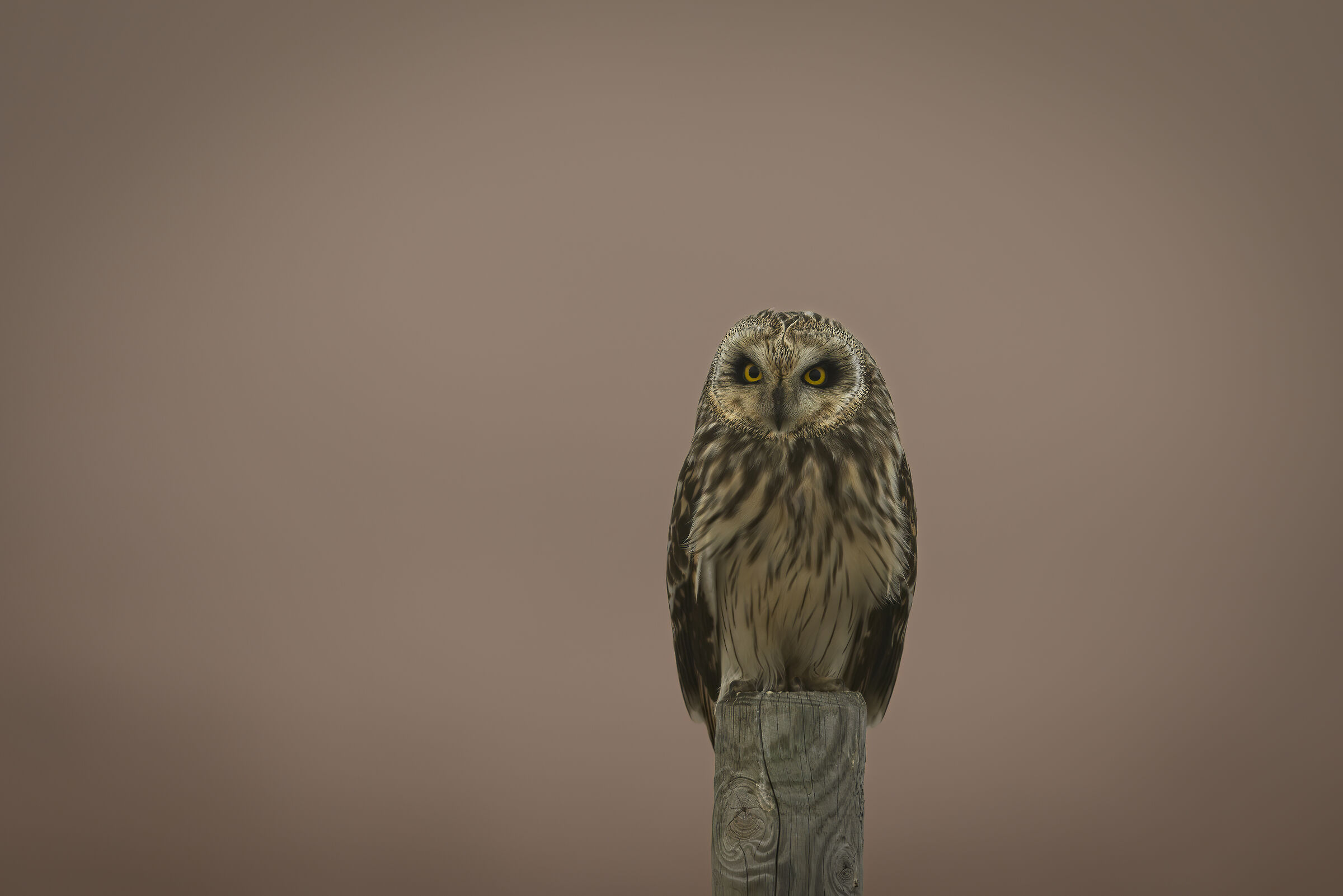 Swamp owl in the fog