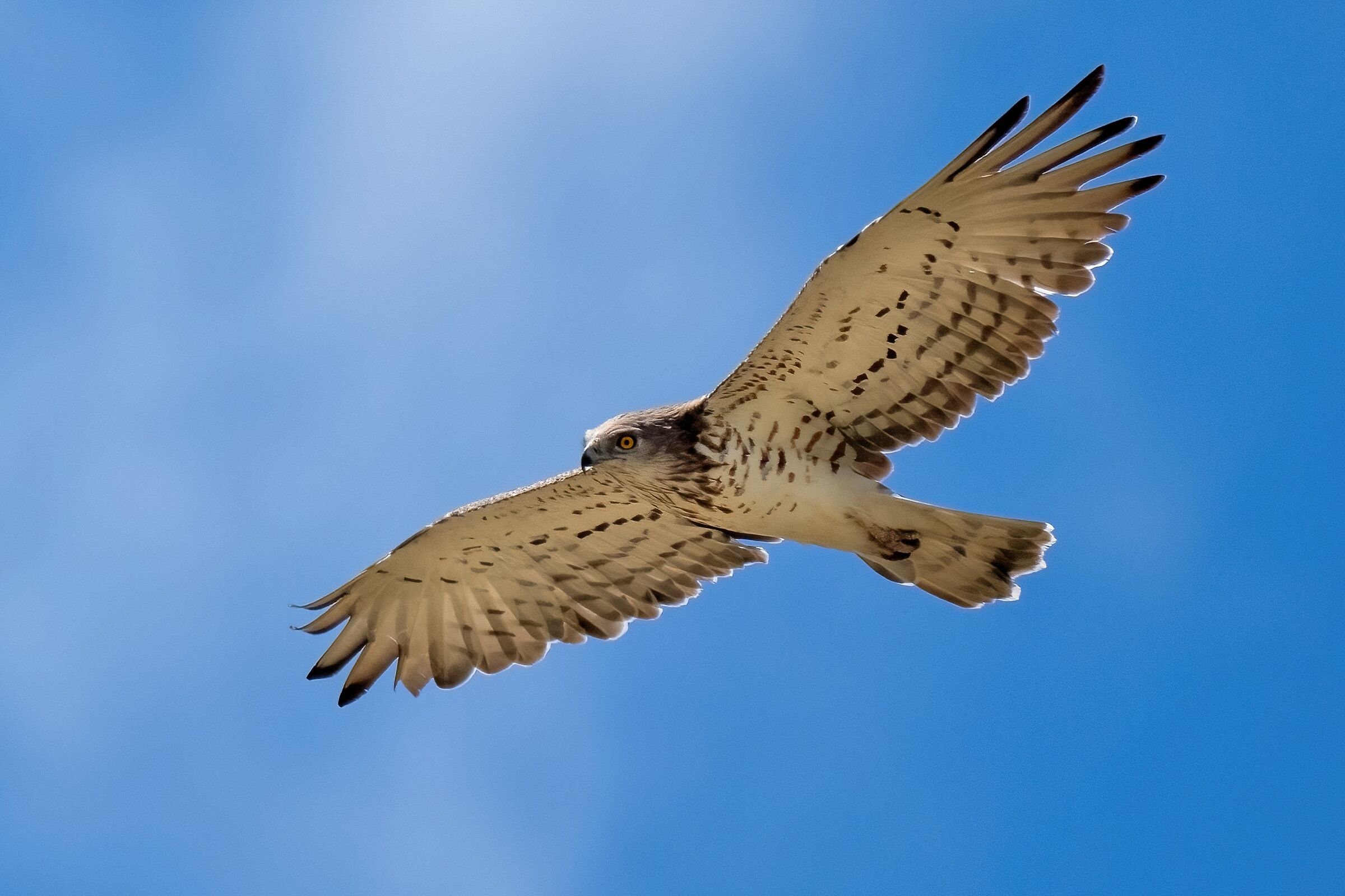 Short-toed Eagle (Circaetus gallicus)