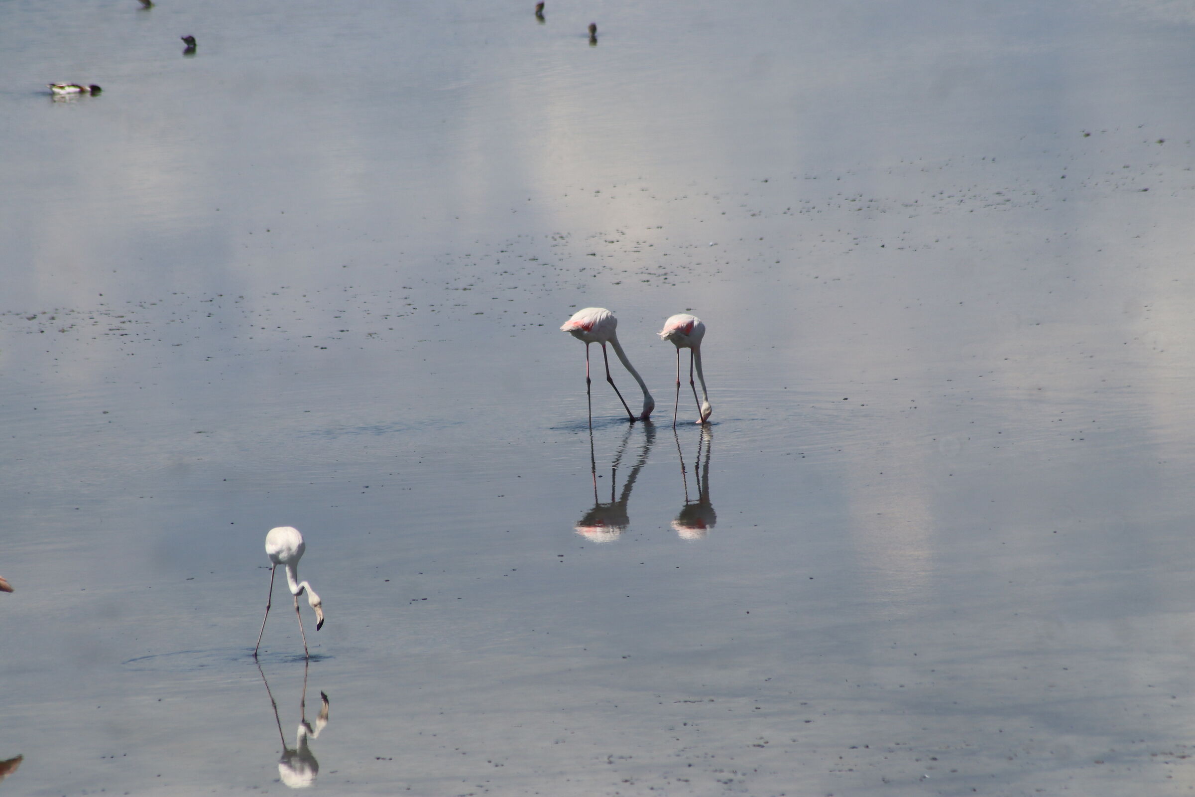 Flamingos in the lagoon