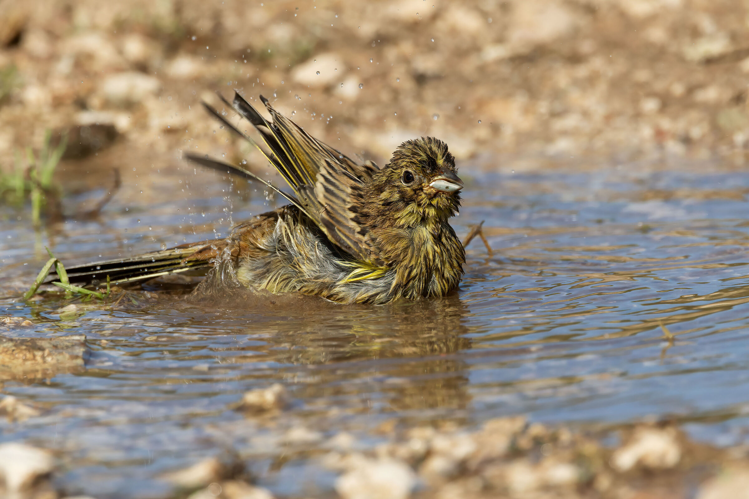 Zigolo nero (Emberiza cirlus)