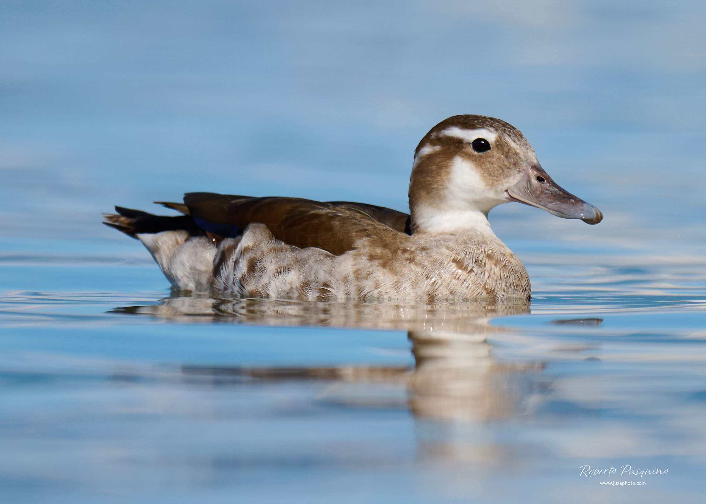 Alzavola Anellata femmina