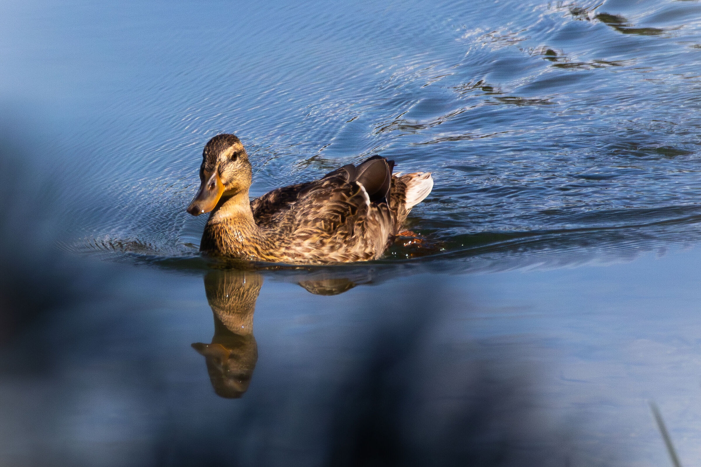 Germano si riflette sul lago