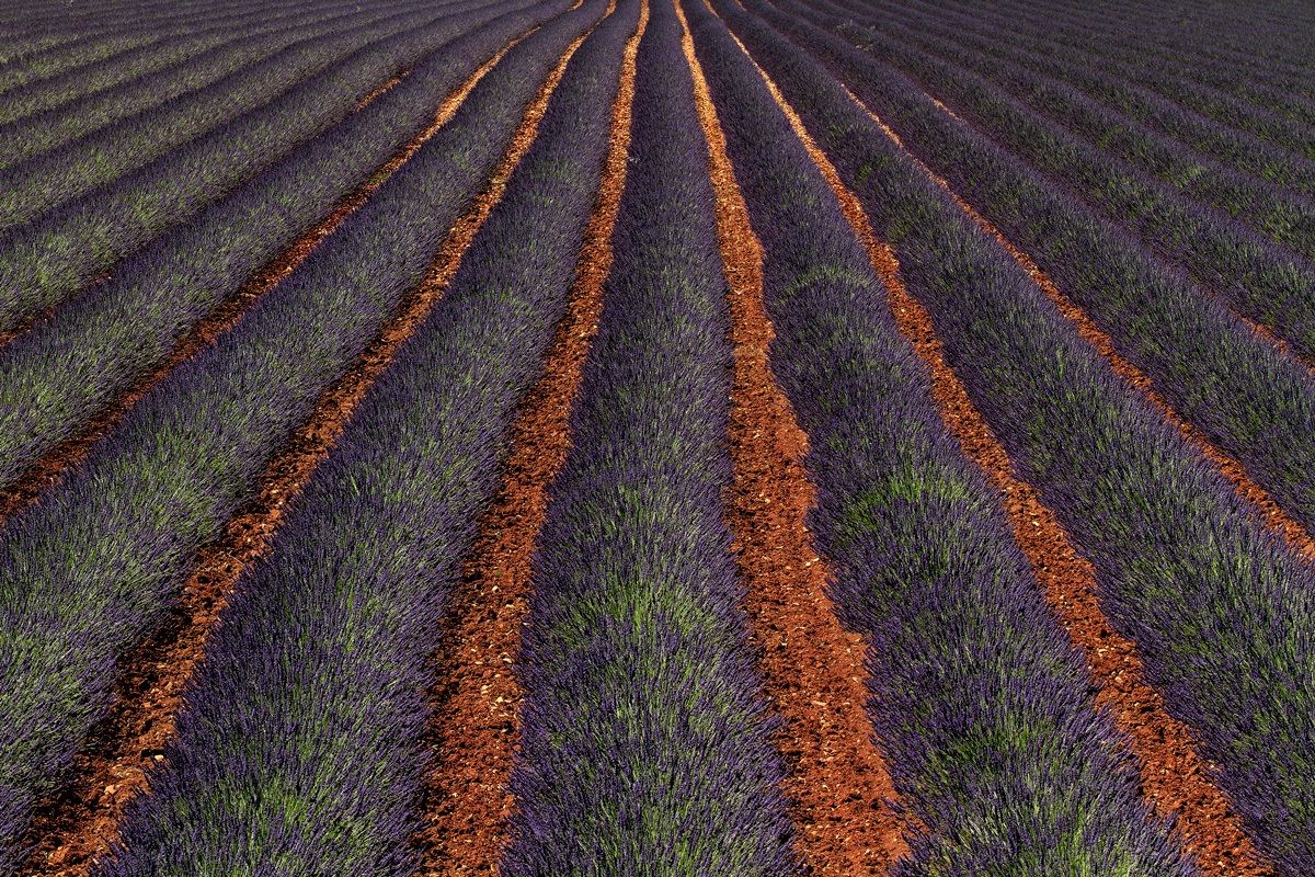 Filari di lavanda