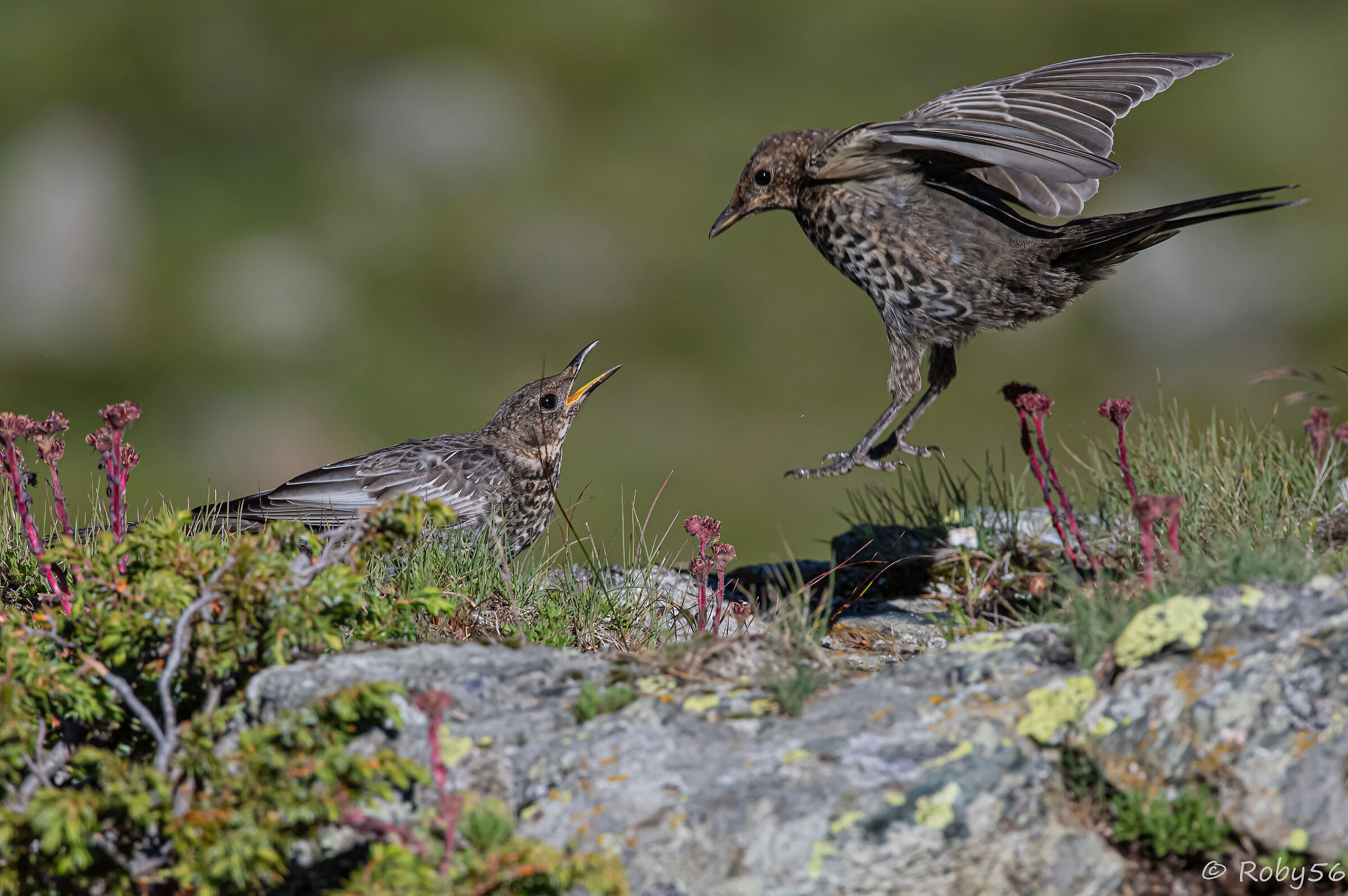 Blackbirds from the collar.. first quarrels.