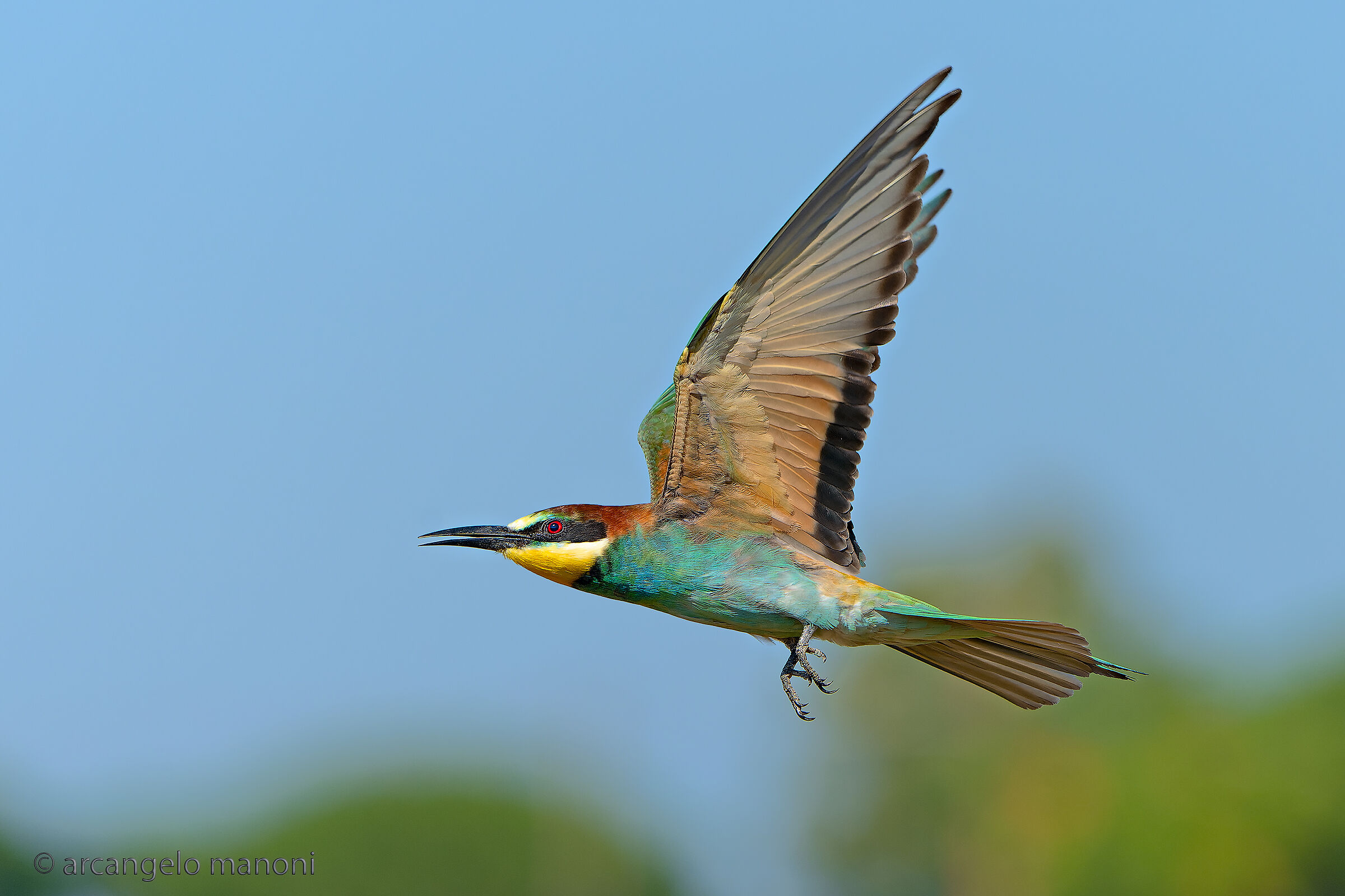 Flight according to the bee-eater