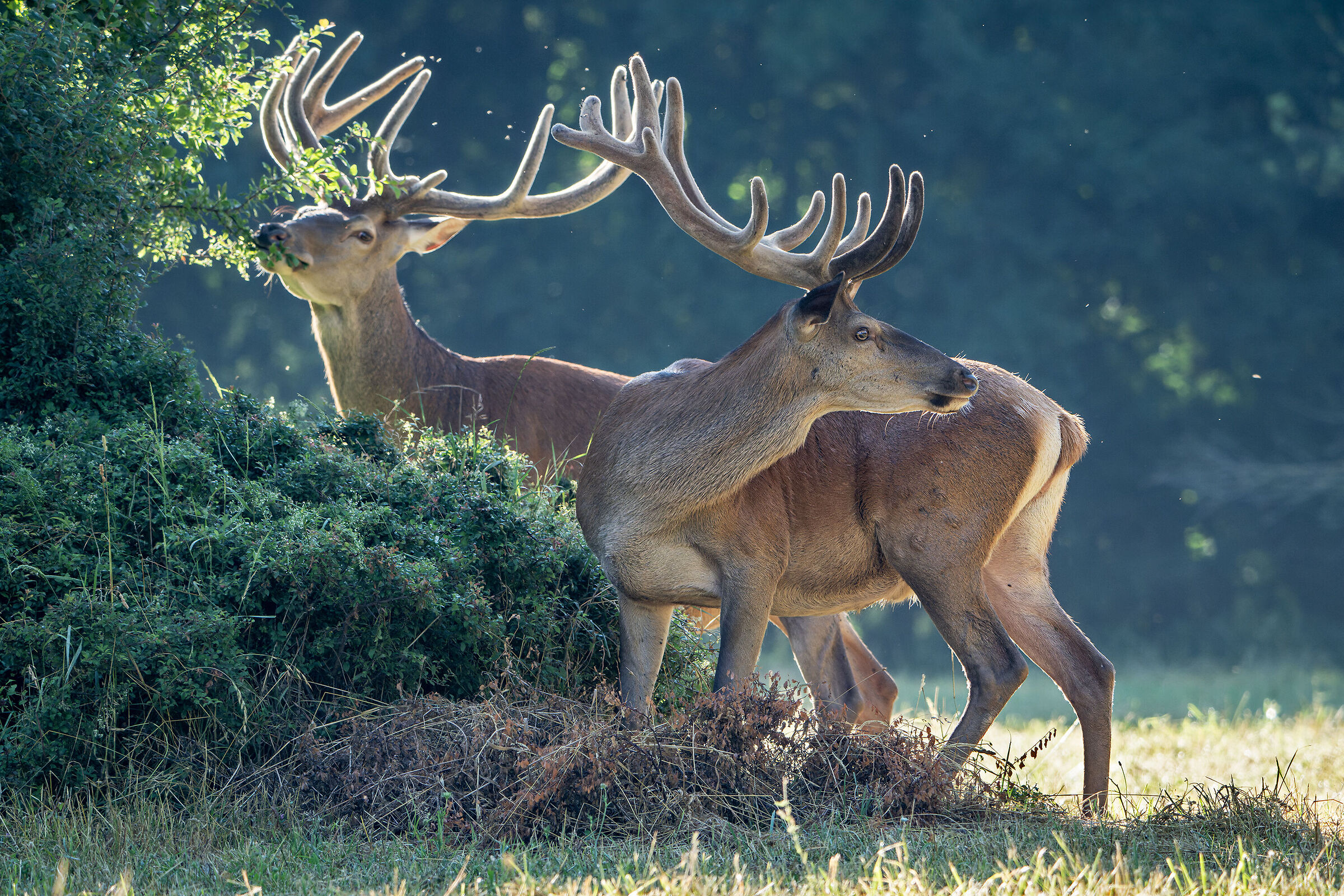 Noble deer