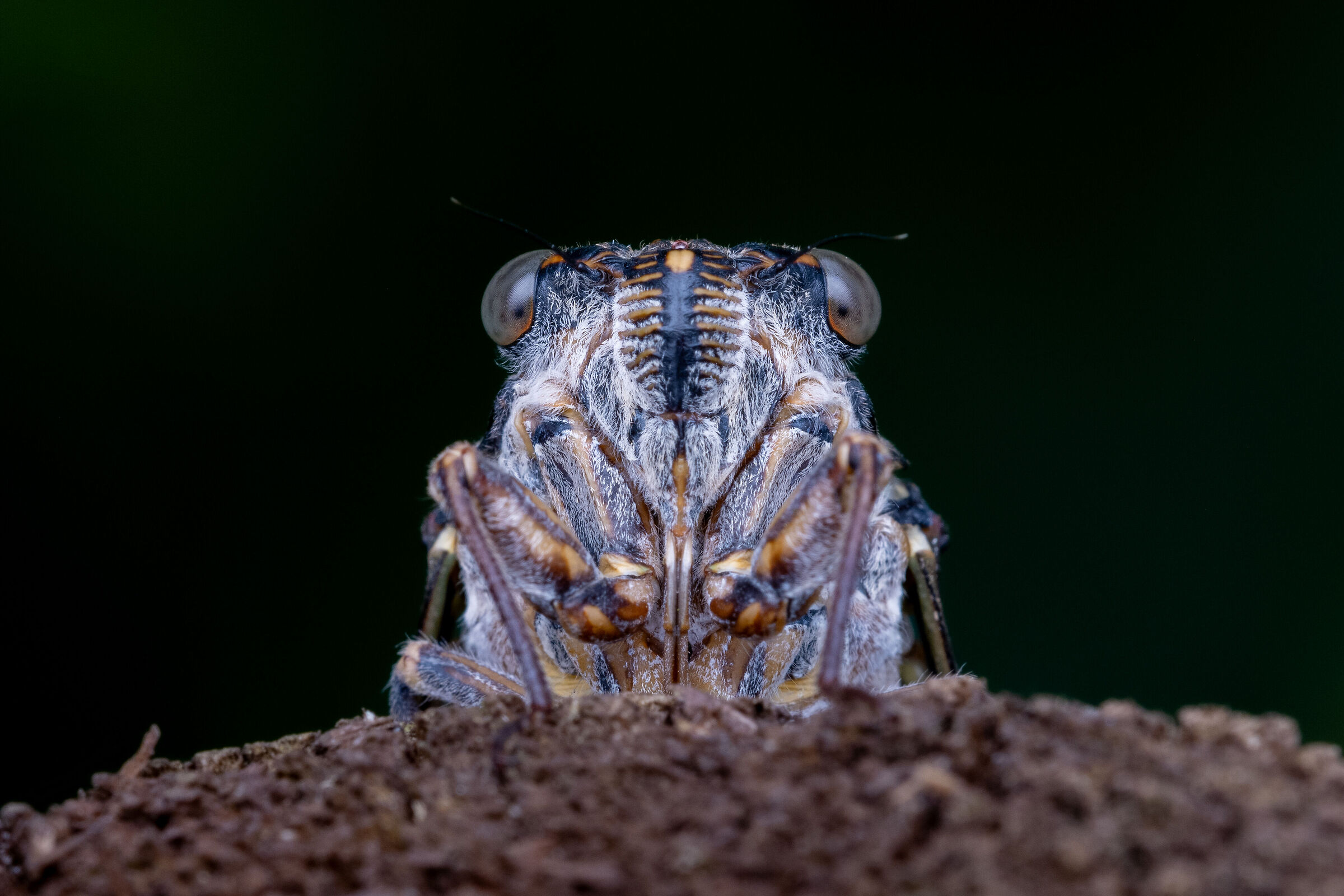 Cicada