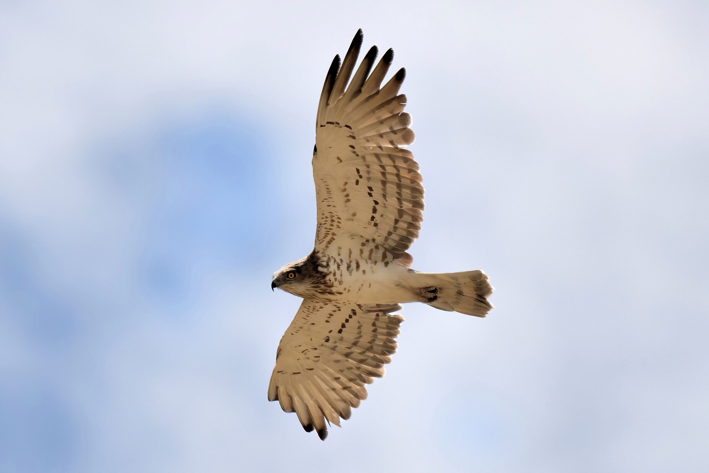 Biancone o Aquila dei serpenti (Circaetus gallicus)